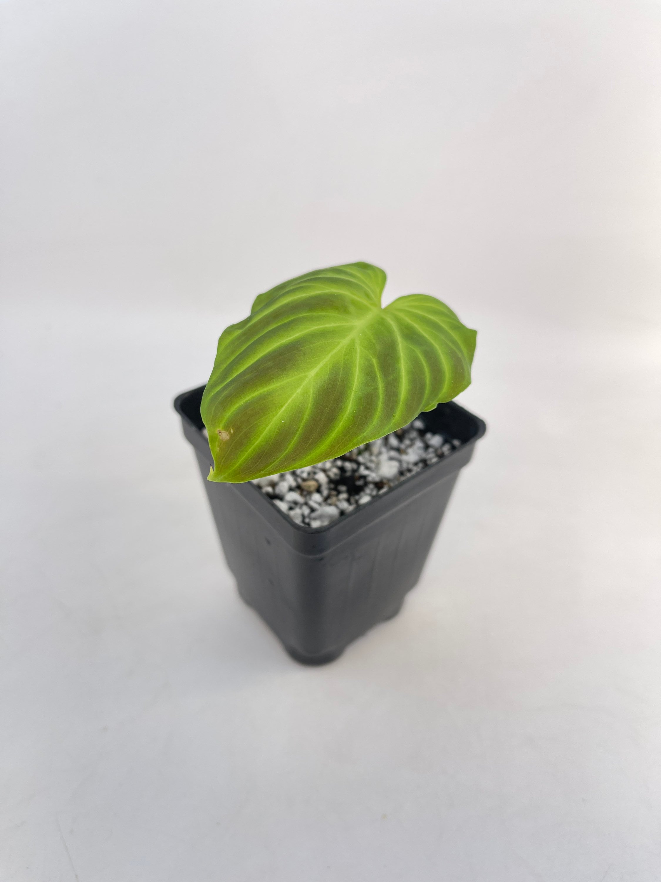 Philodendron sp. verrucosum (Can acclimate to house conditions)