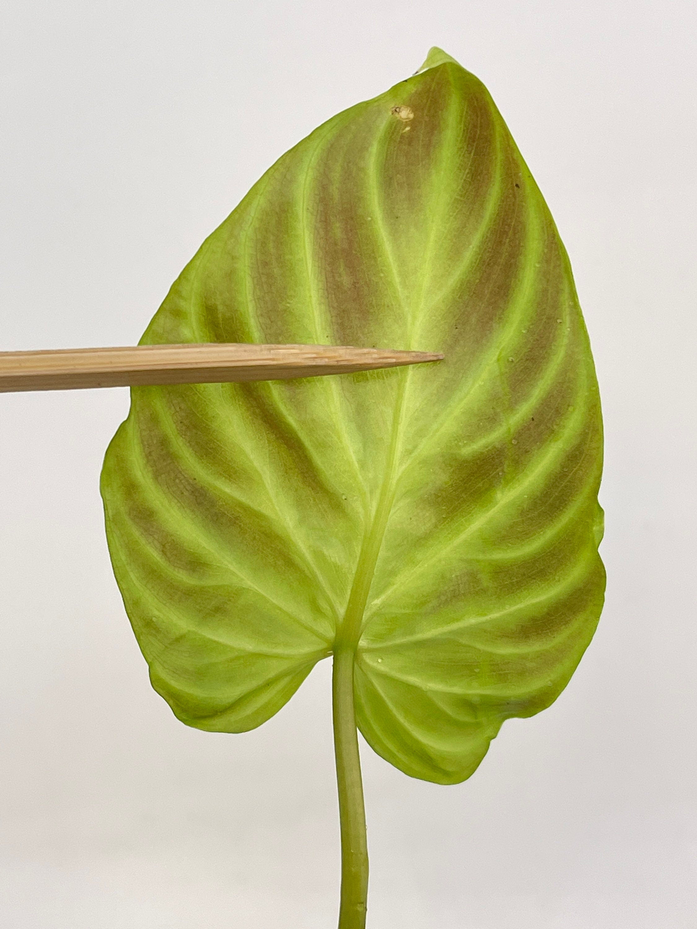 One FREE Per Item Purchased Philodendron sp. verrucosum (Can acclimate to house conditions)