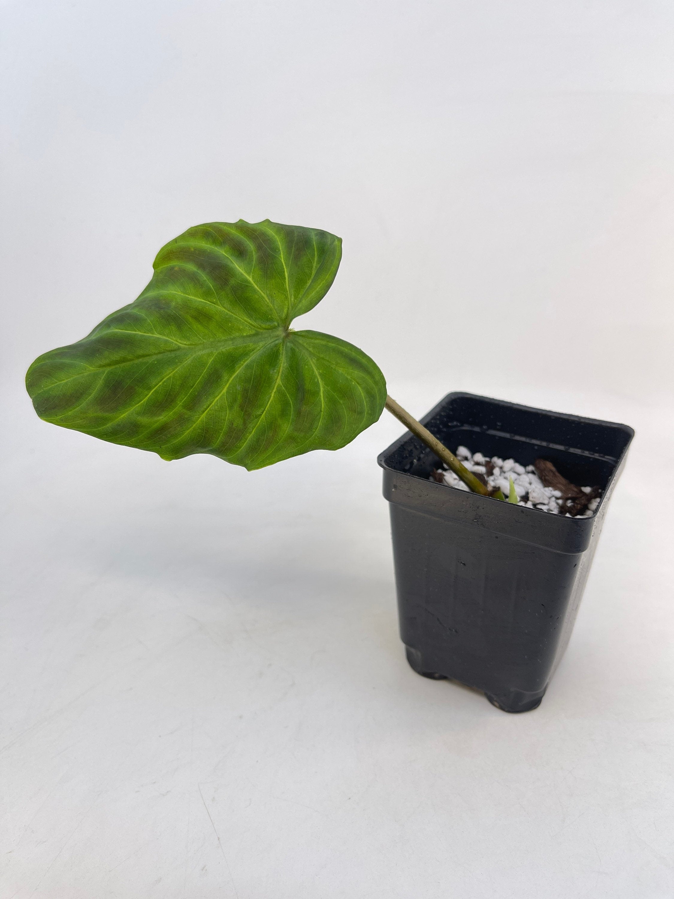 Philodendron sp. verrucosum (Can acclimate to house conditions)