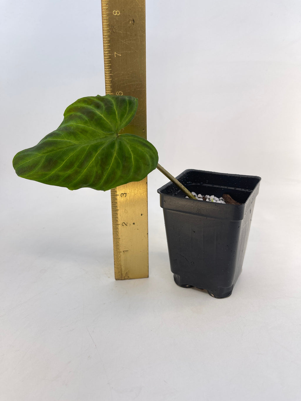Philodendron sp. verrucosum (Can acclimate to house conditions)
