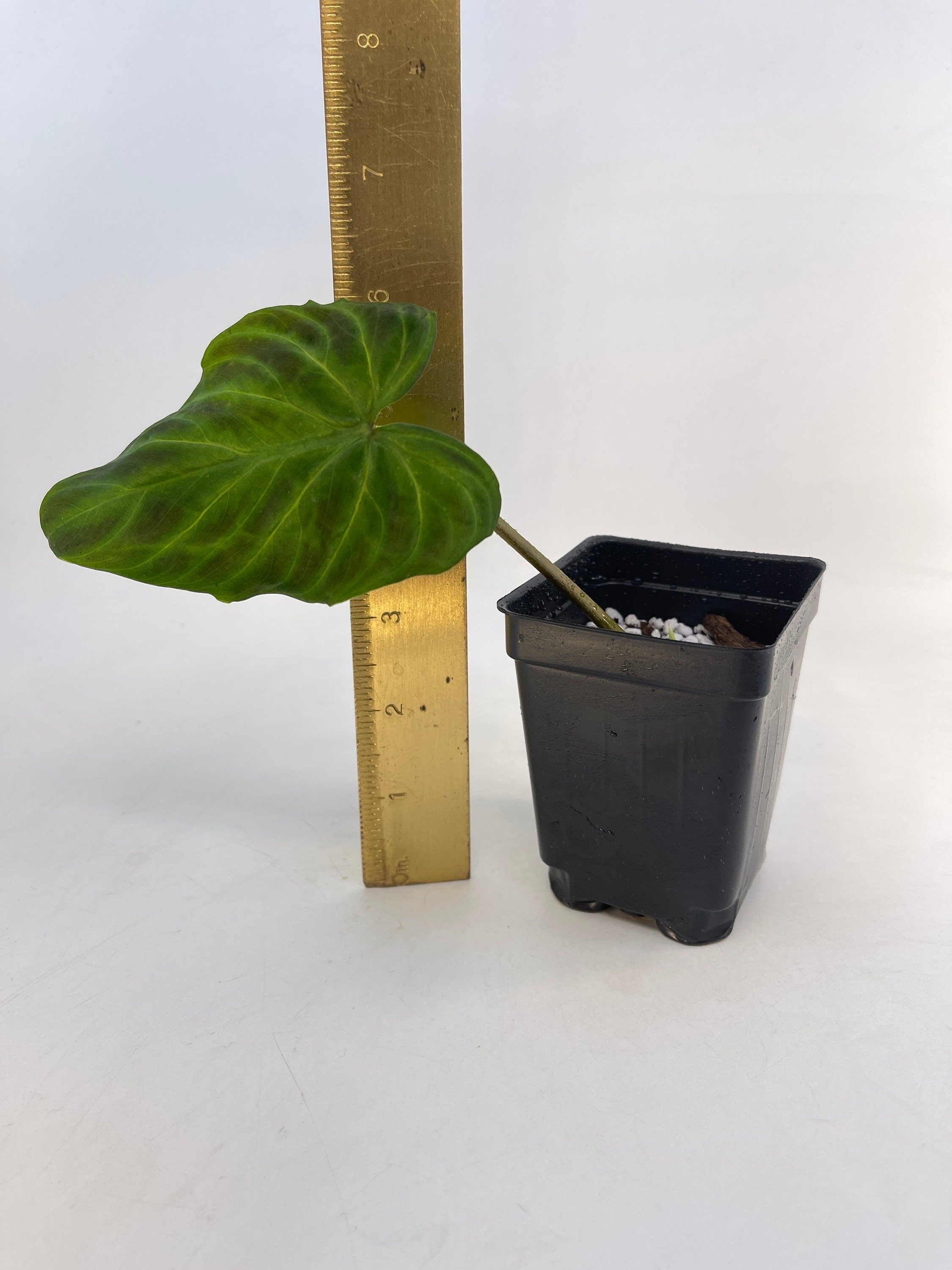 Philodendron sp. verrucosum (Can acclimate to house conditions)