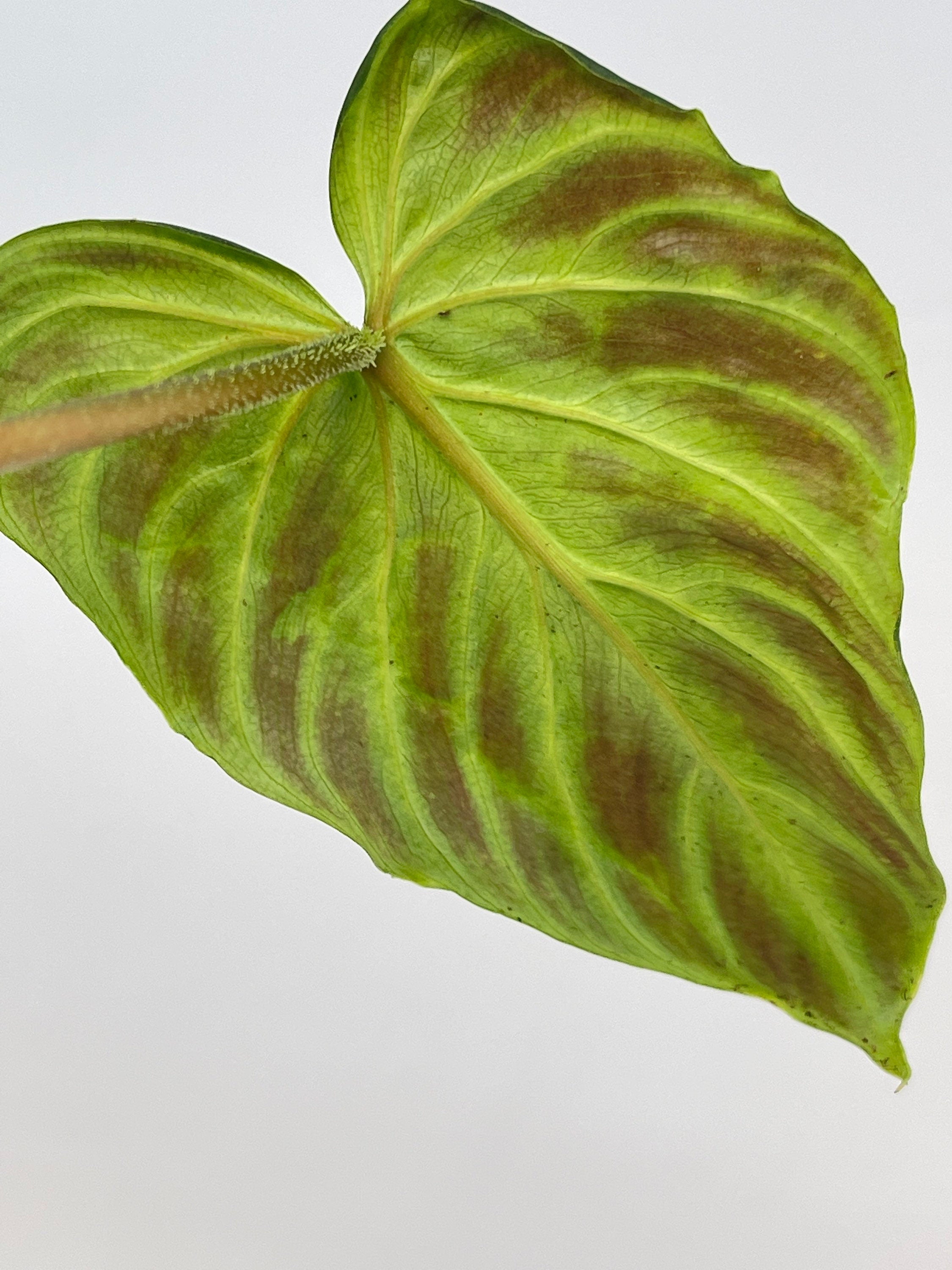 Philodendron sp. verrucosum (Can acclimate to house conditions)