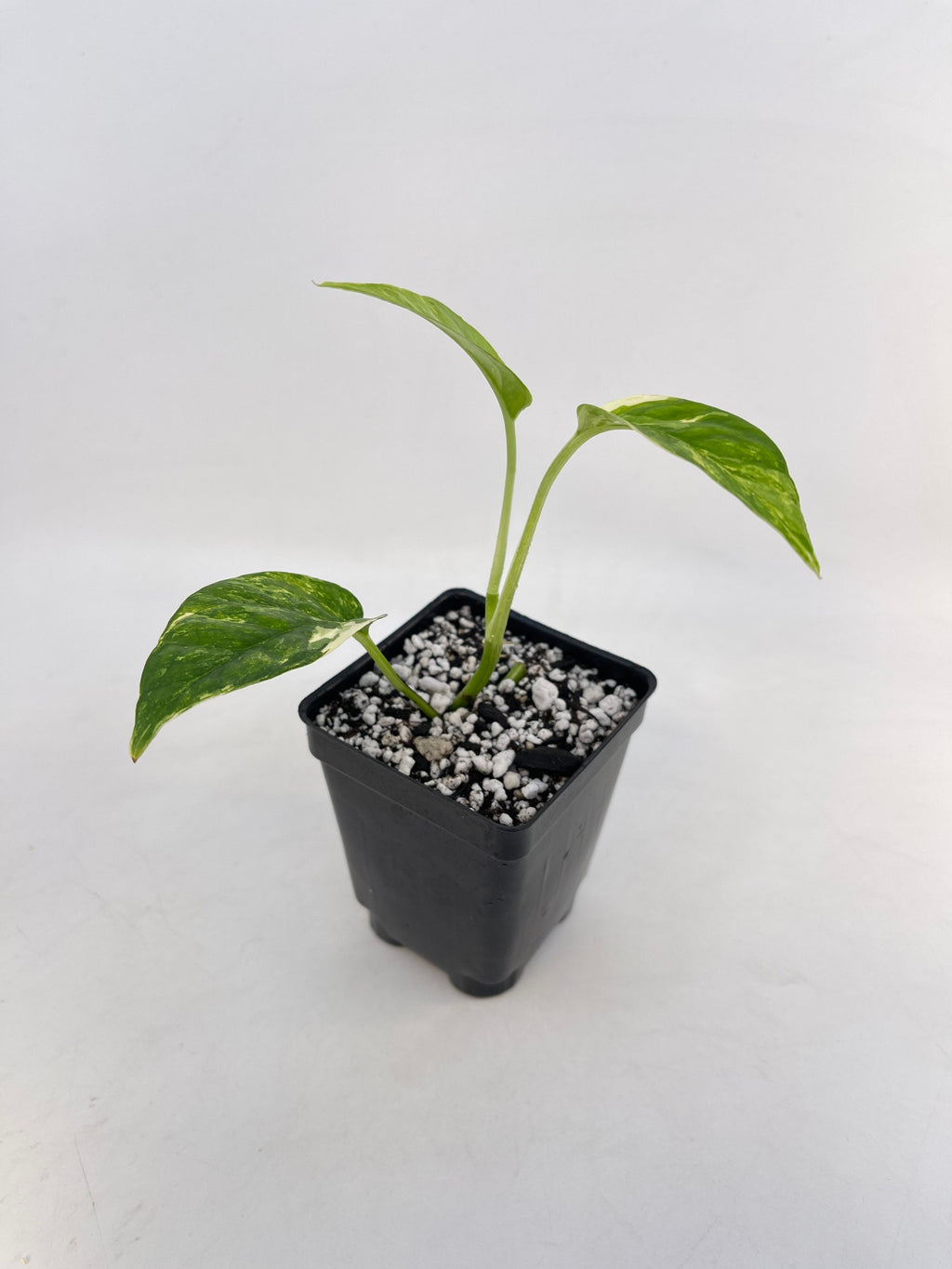 Variegated Epipremnum Pinnatum (Can acclimate to house conditions)