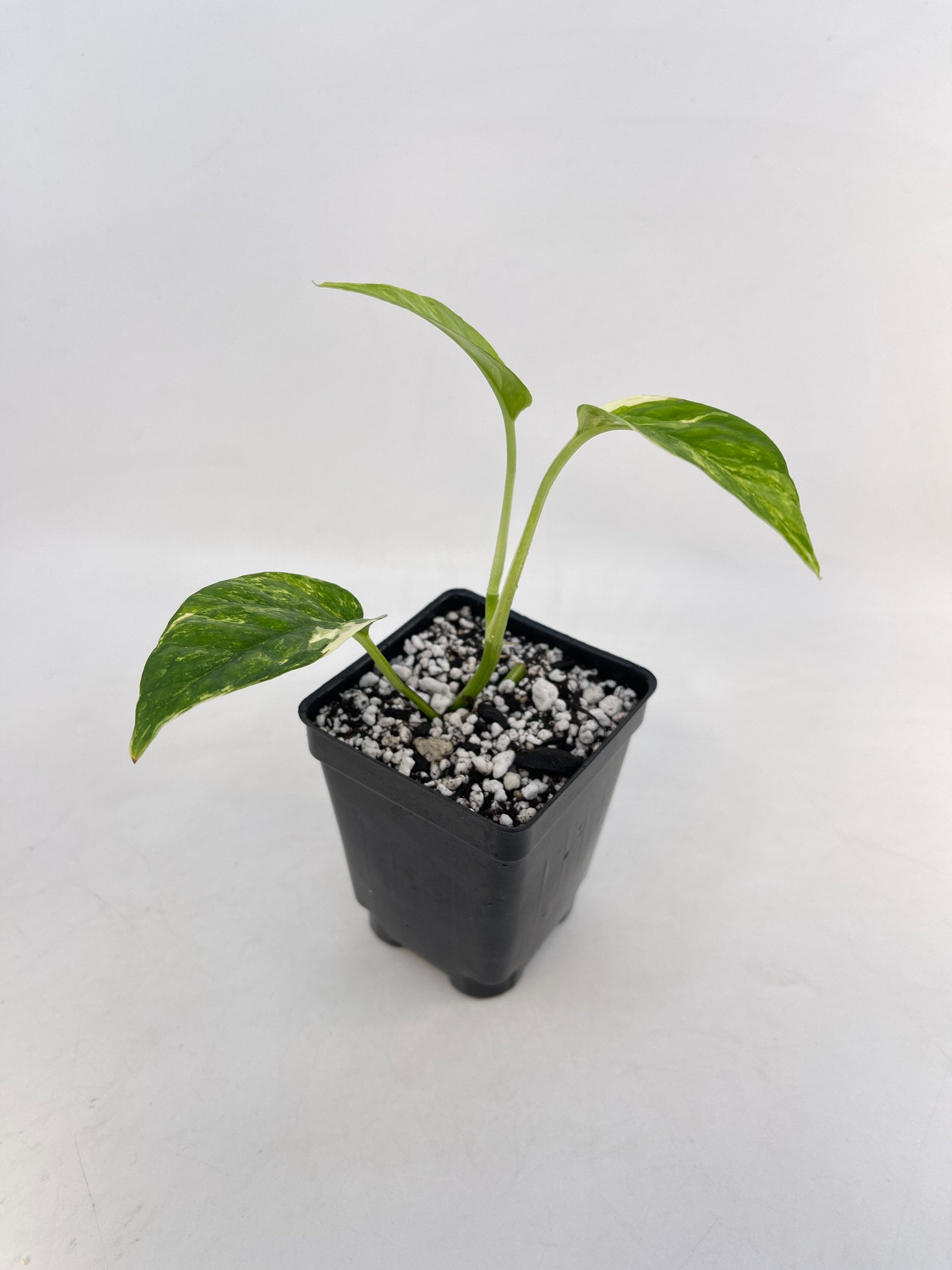 Variegated Epipremnum Pinnatum (Can acclimate to house conditions)