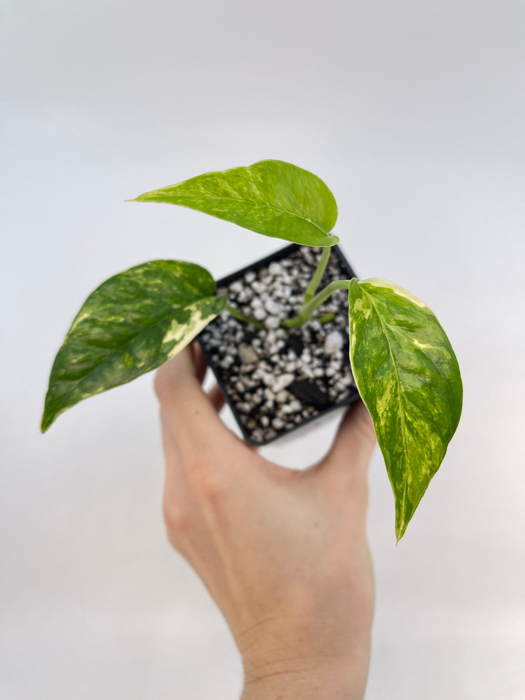 Variegated Epipremnum Pinnatum (Can acclimate to house conditions)