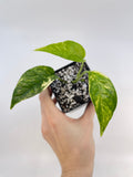 Variegated Epipremnum Pinnatum (Can acclimate to house conditions)