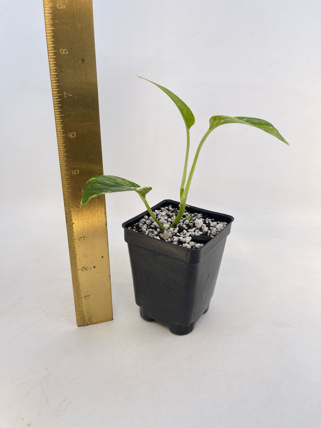 Variegated Epipremnum Pinnatum (Can acclimate to house conditions)