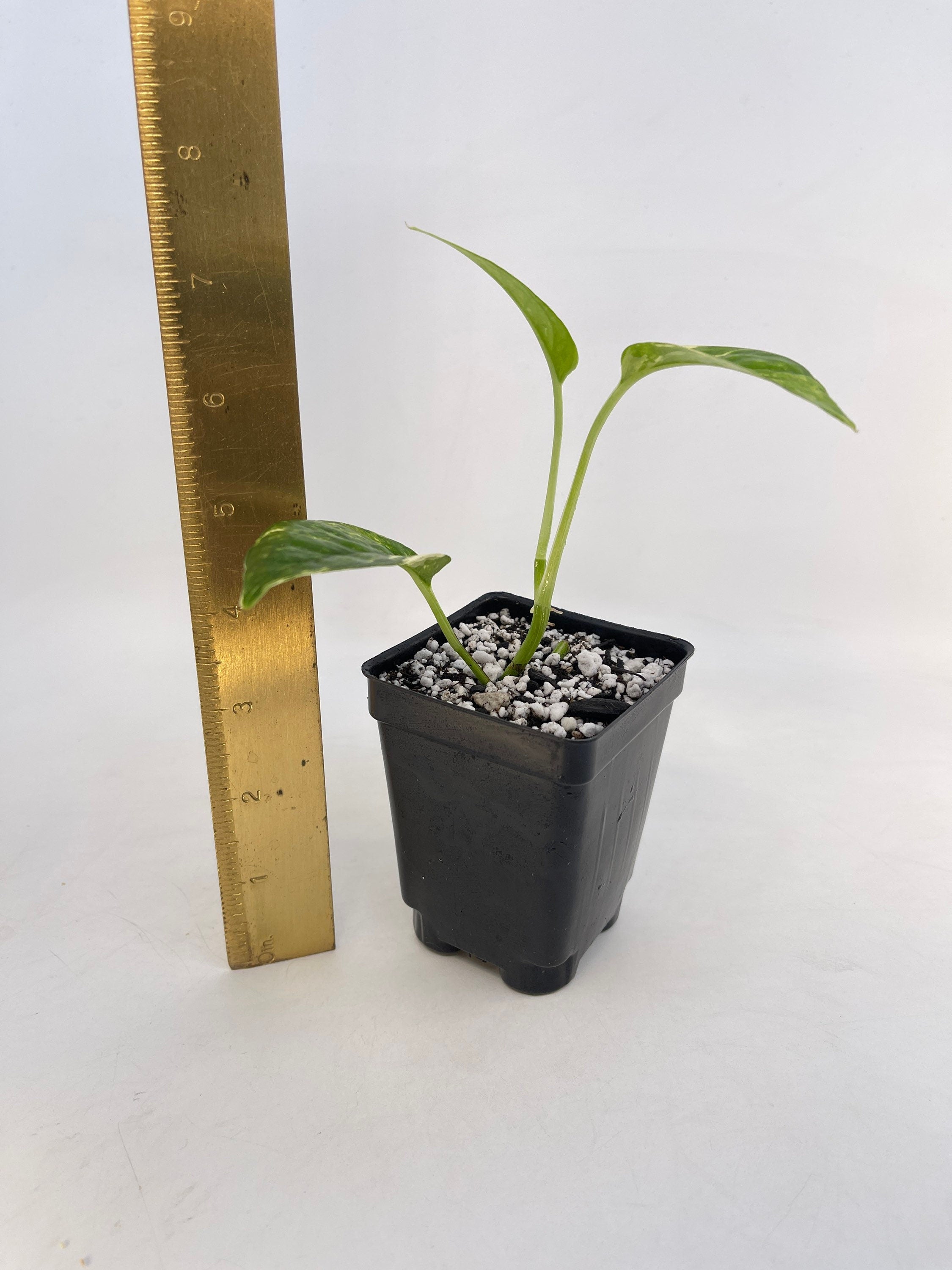 Variegated Epipremnum Pinnatum (Can acclimate to house conditions)