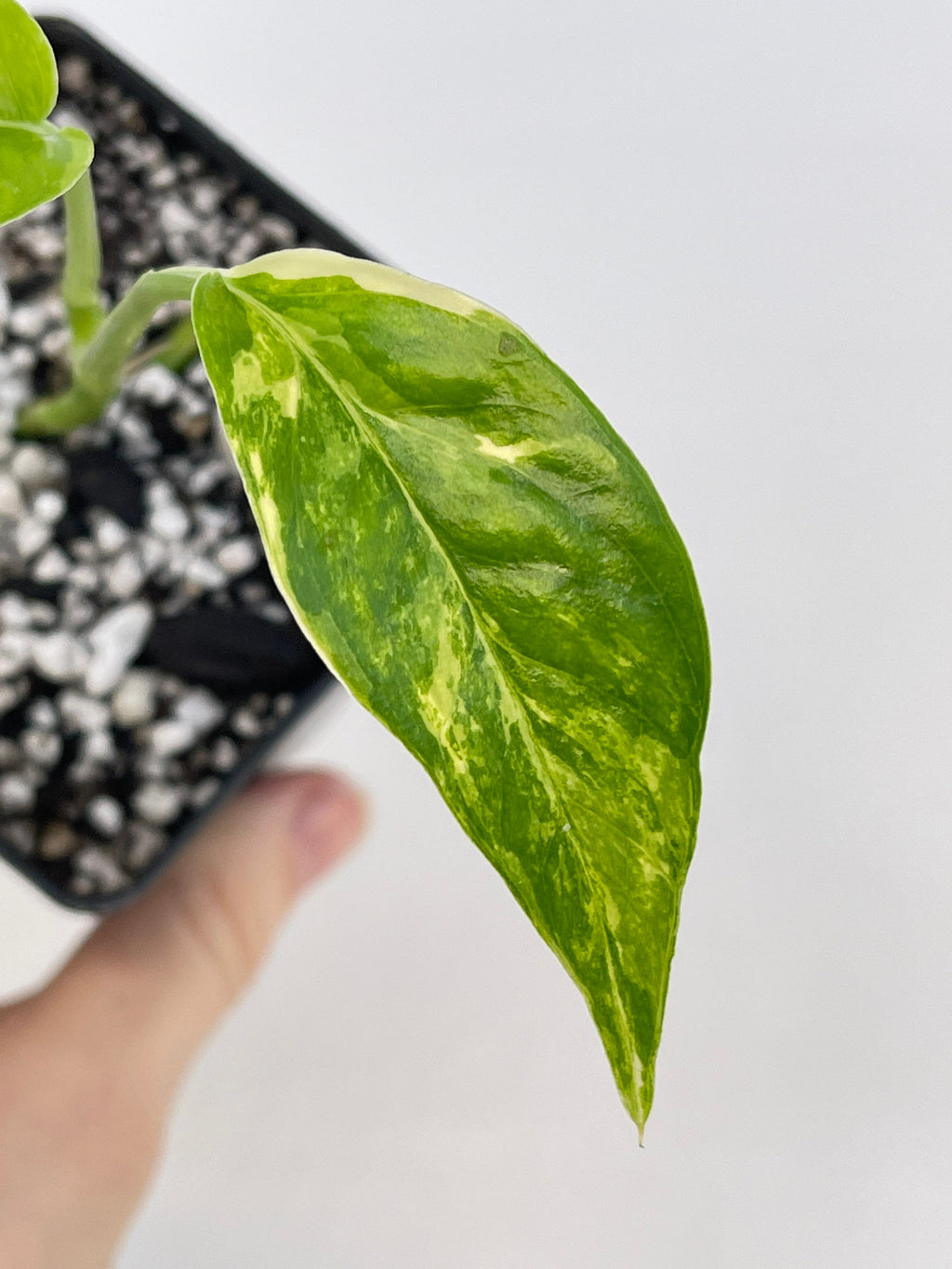 Variegated Epipremnum Pinnatum (Can acclimate to house conditions)