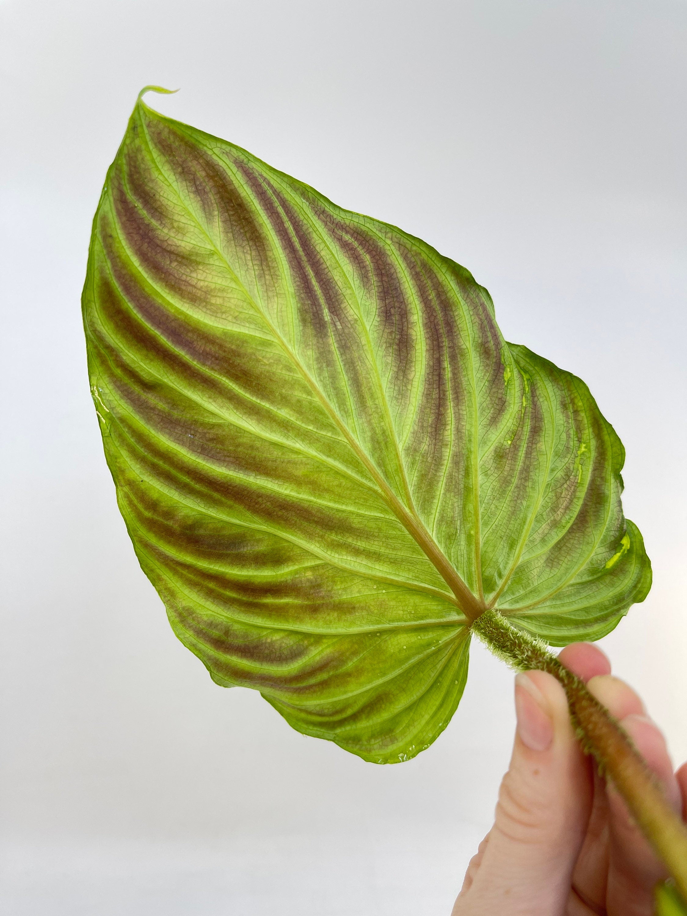 MID CUTTING Philodendron verrucosum (One node cutting) (Can acclimate to house conditions)