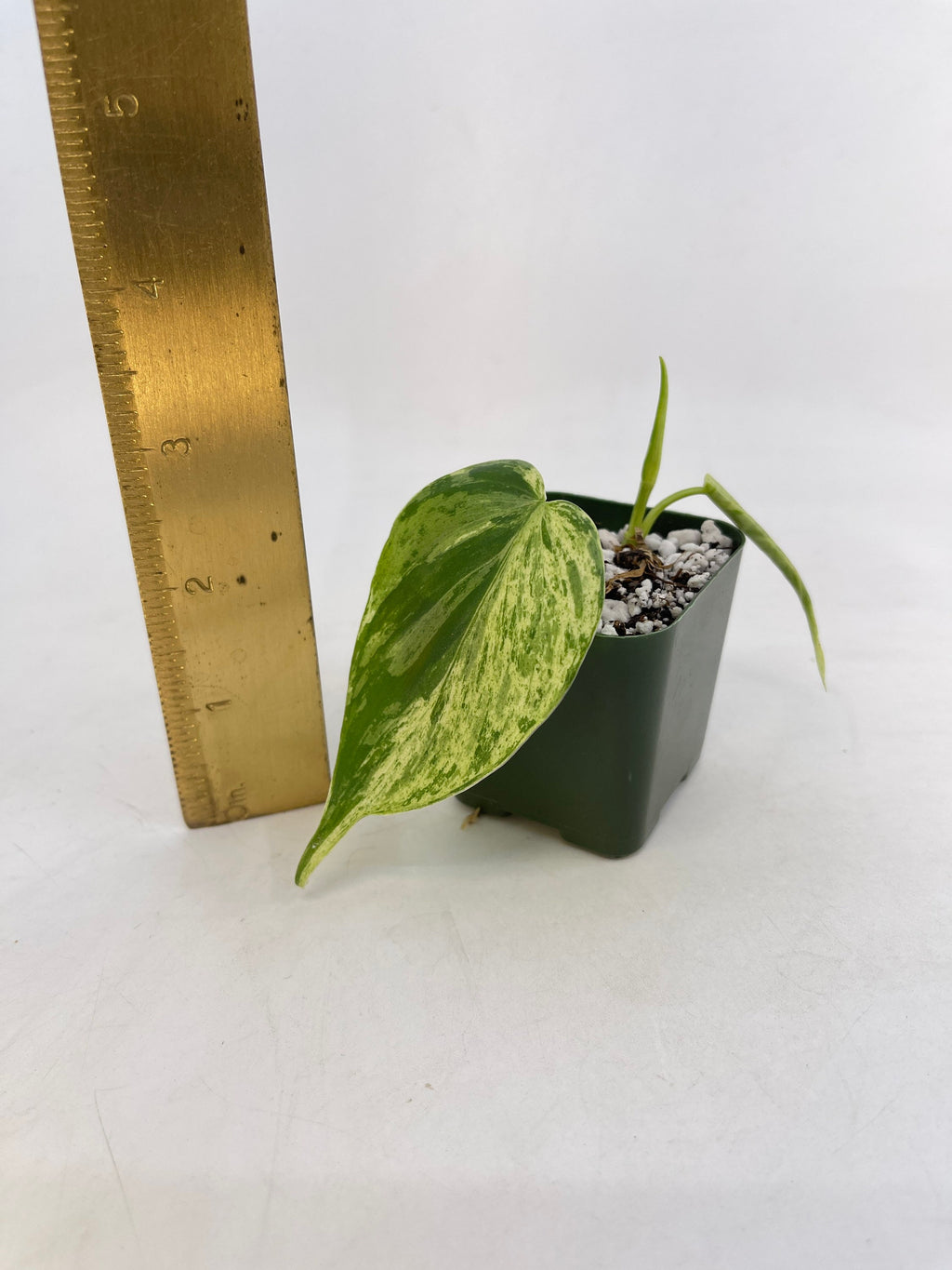 READY SOON Variegated Philodendron Hederaceum aka Variegated Heartleaf (Can acclimate to house conditions)