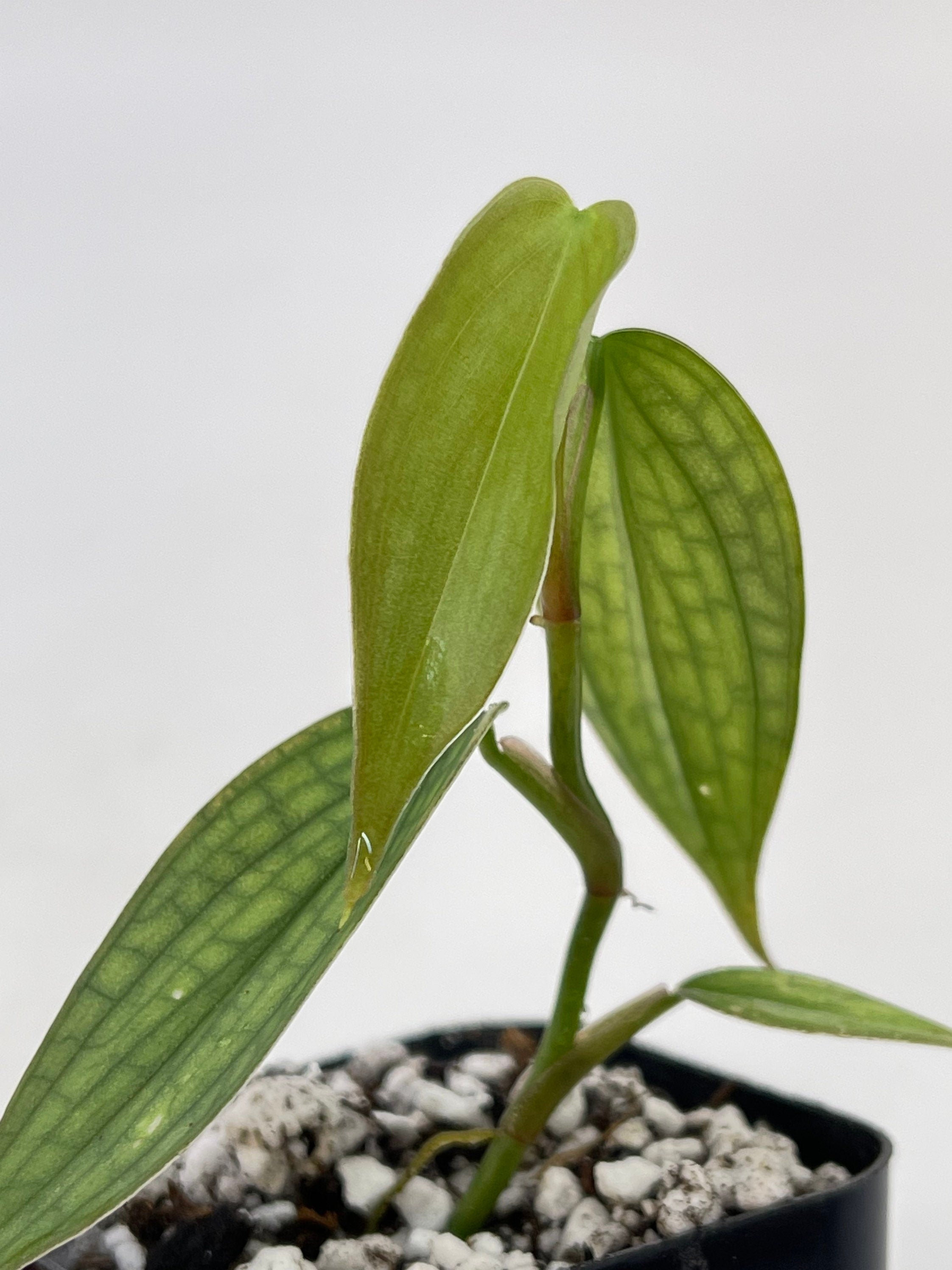 Philodendron ‘Burle Marx Fantasy’