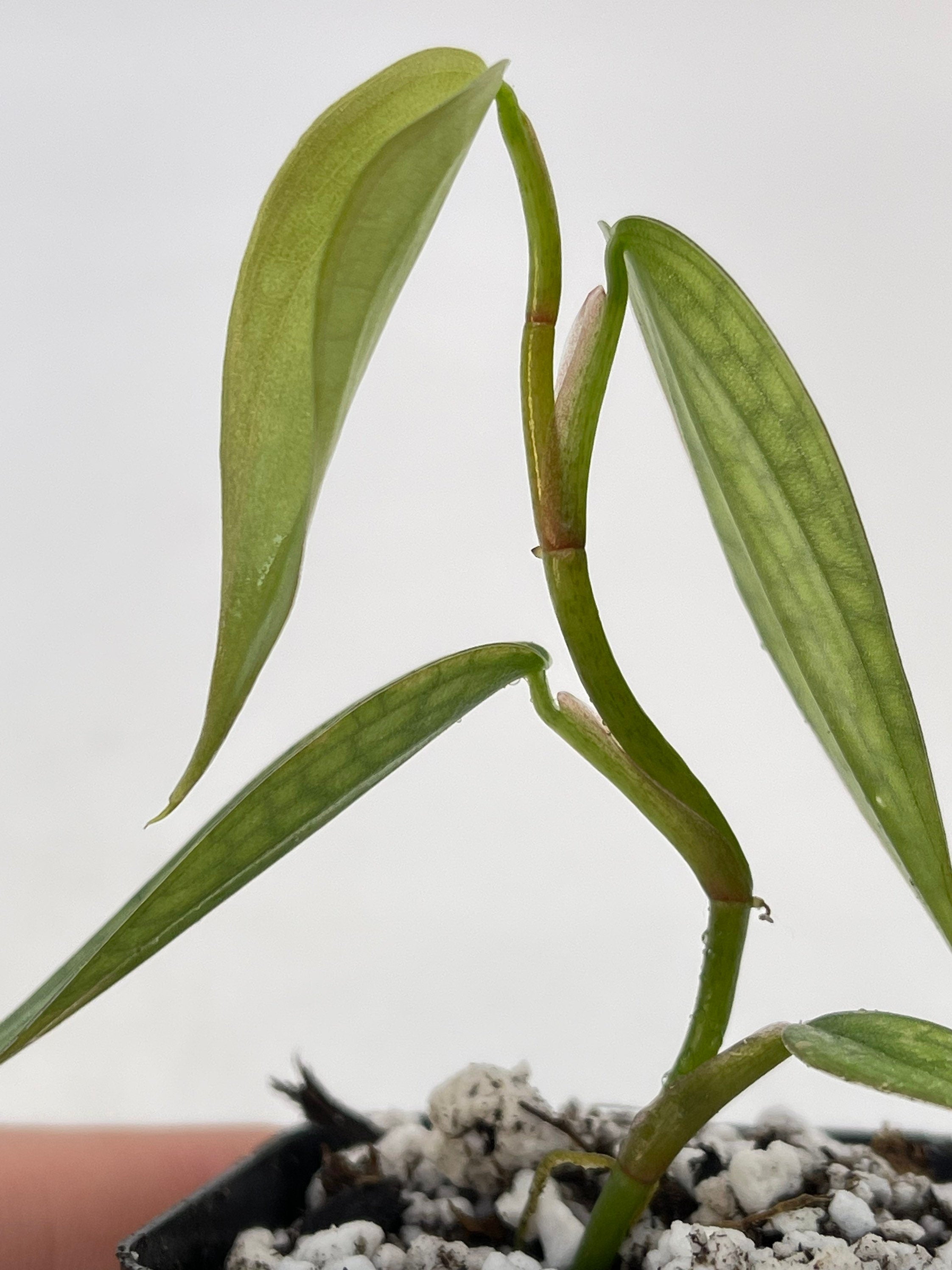 Philodendron ‘Burle Marx Fantasy’