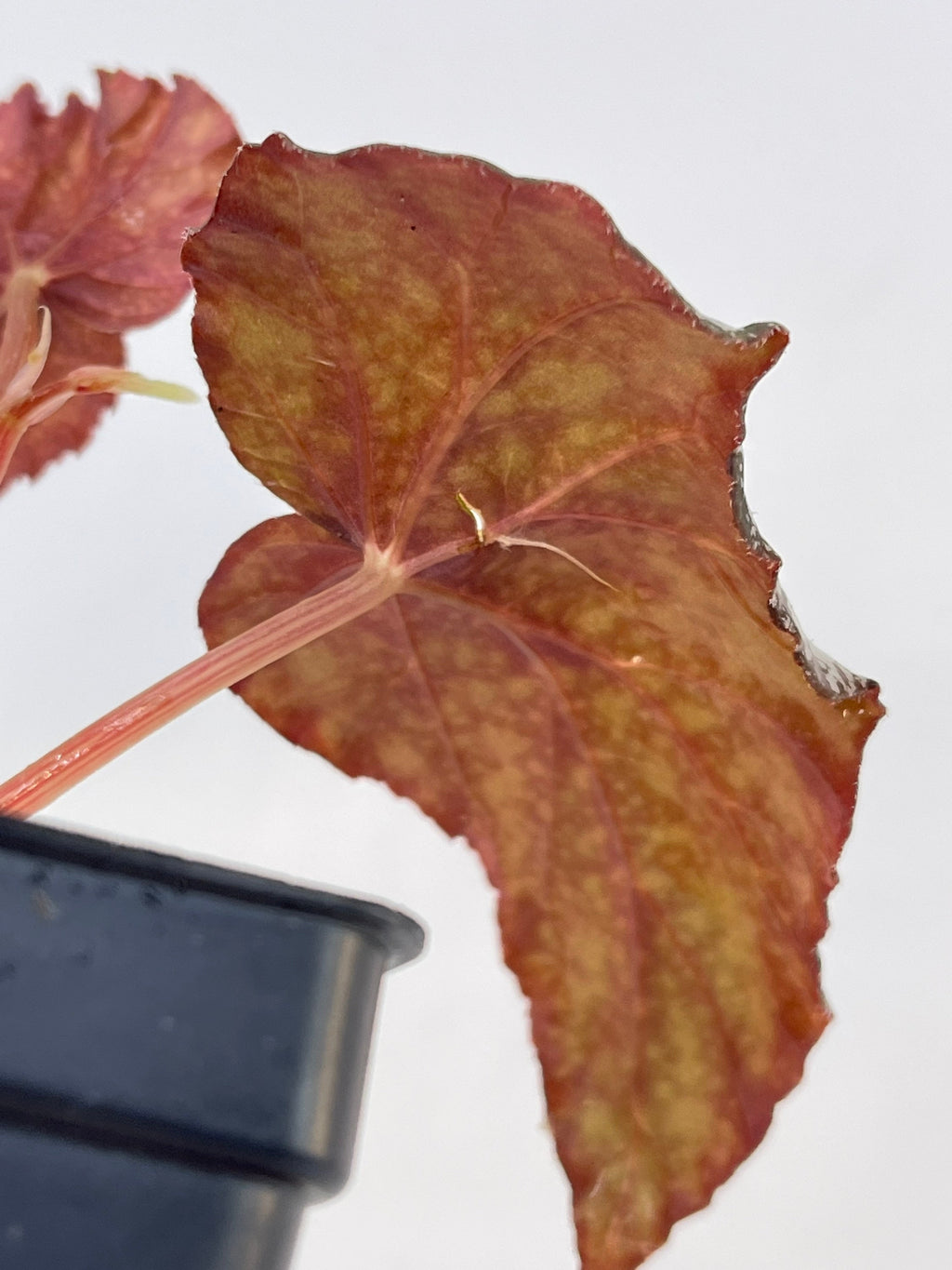 READY SOON Begonia 'Moona' (Can acclimate to house conditions) Fragrant Blooms