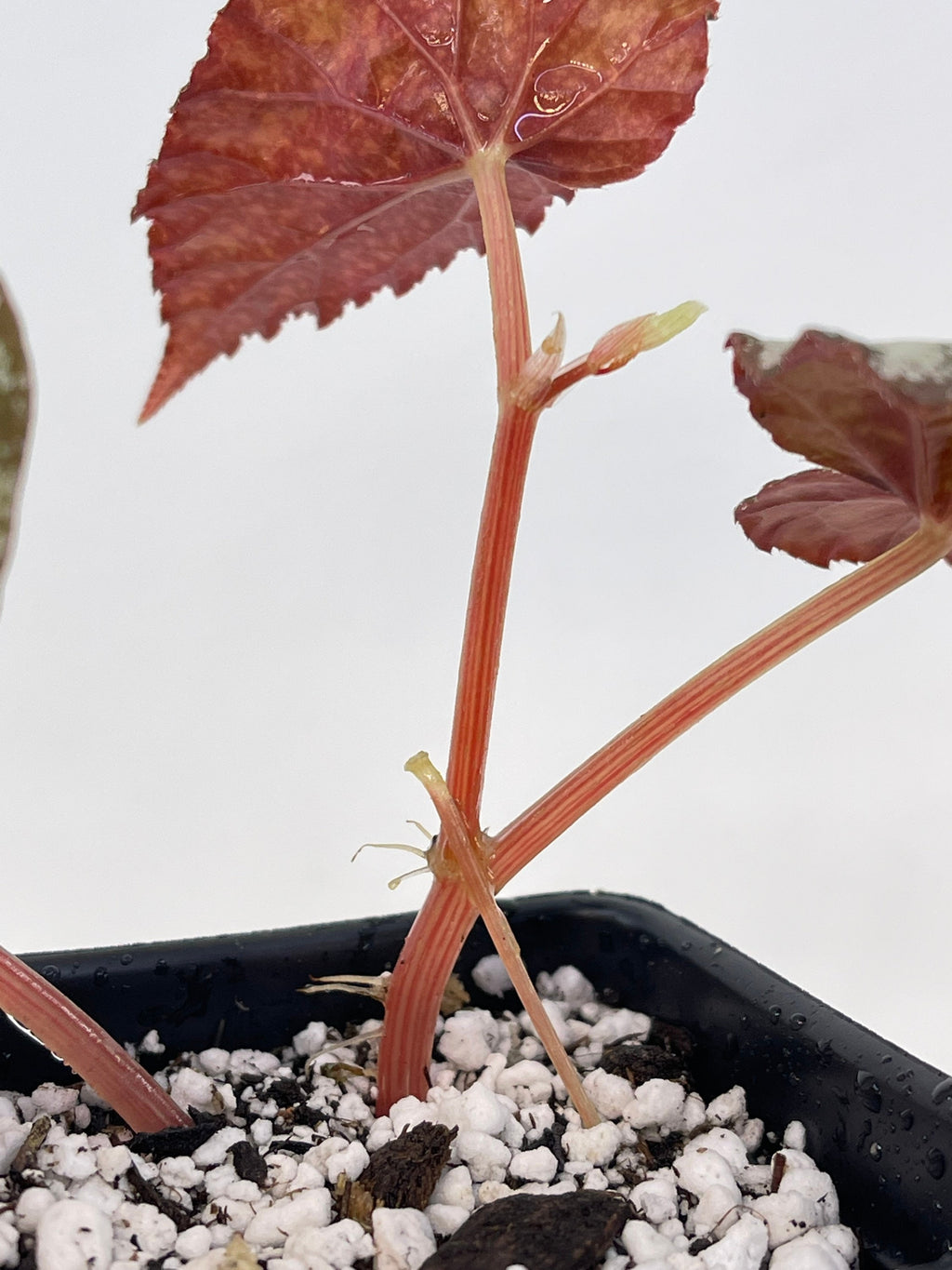 READY SOON Begonia 'Moona' (Can acclimate to house conditions) Fragrant Blooms