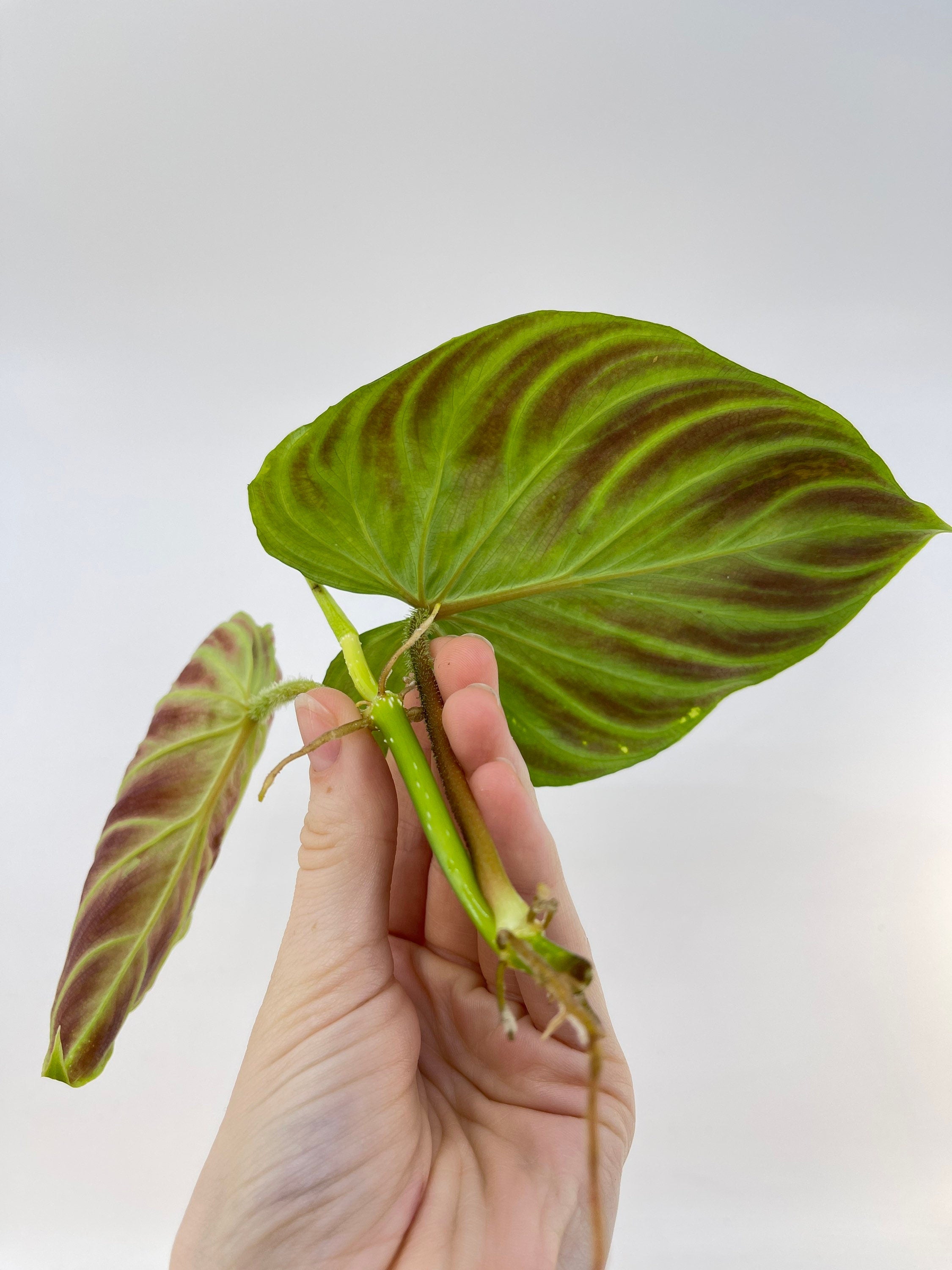 One FREE Per Item Purchased TOP CUTTING Philodendron verrucosum (Can acclimate to house conditions)