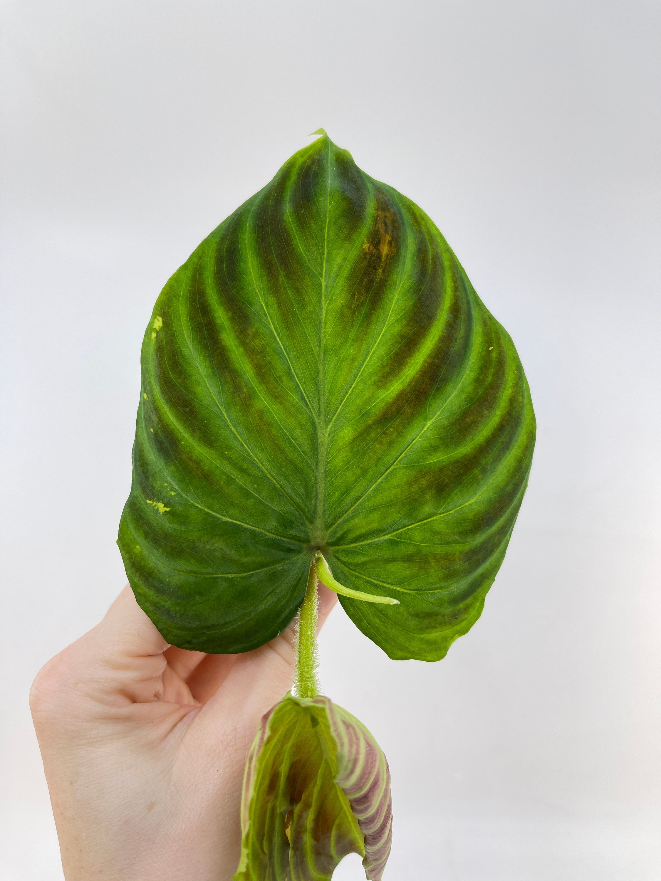 One FREE Per Item Purchased TOP CUTTING Philodendron verrucosum (Can acclimate to house conditions)