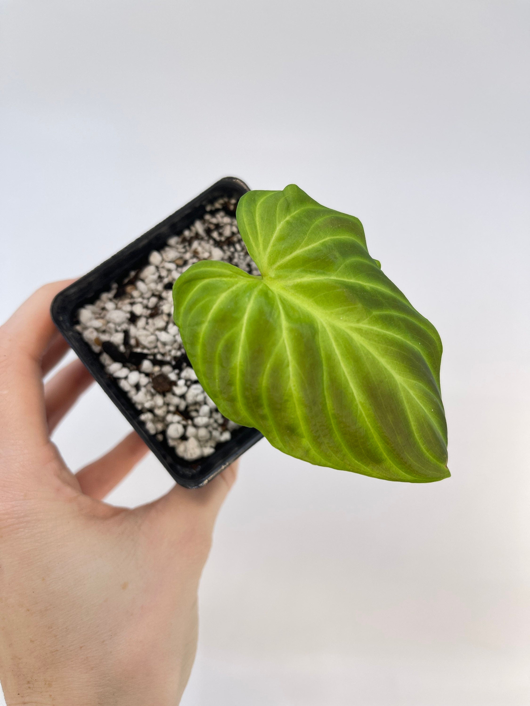 One FREE Per Item Purchased Philodendron sp. verrucosum (Can acclimate to house conditions)