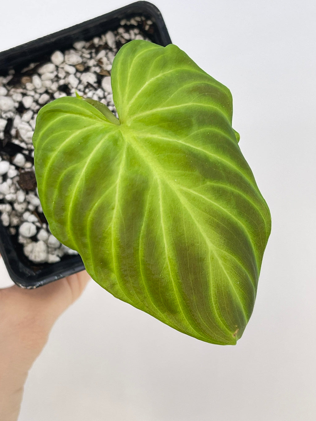 Philodendron sp. verrucosum (Can acclimate to house conditions)