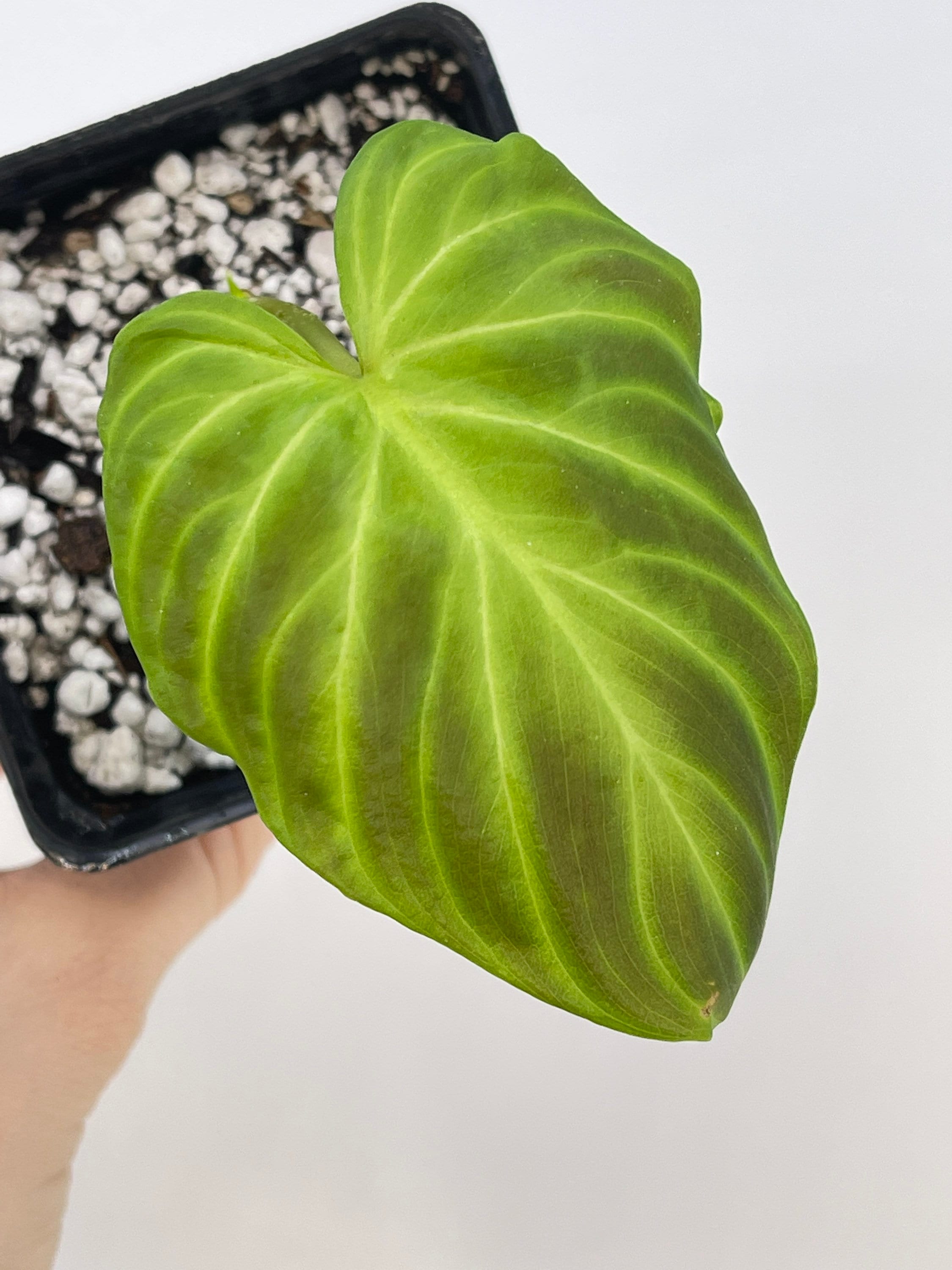Philodendron sp. verrucosum (Can acclimate to house conditions)
