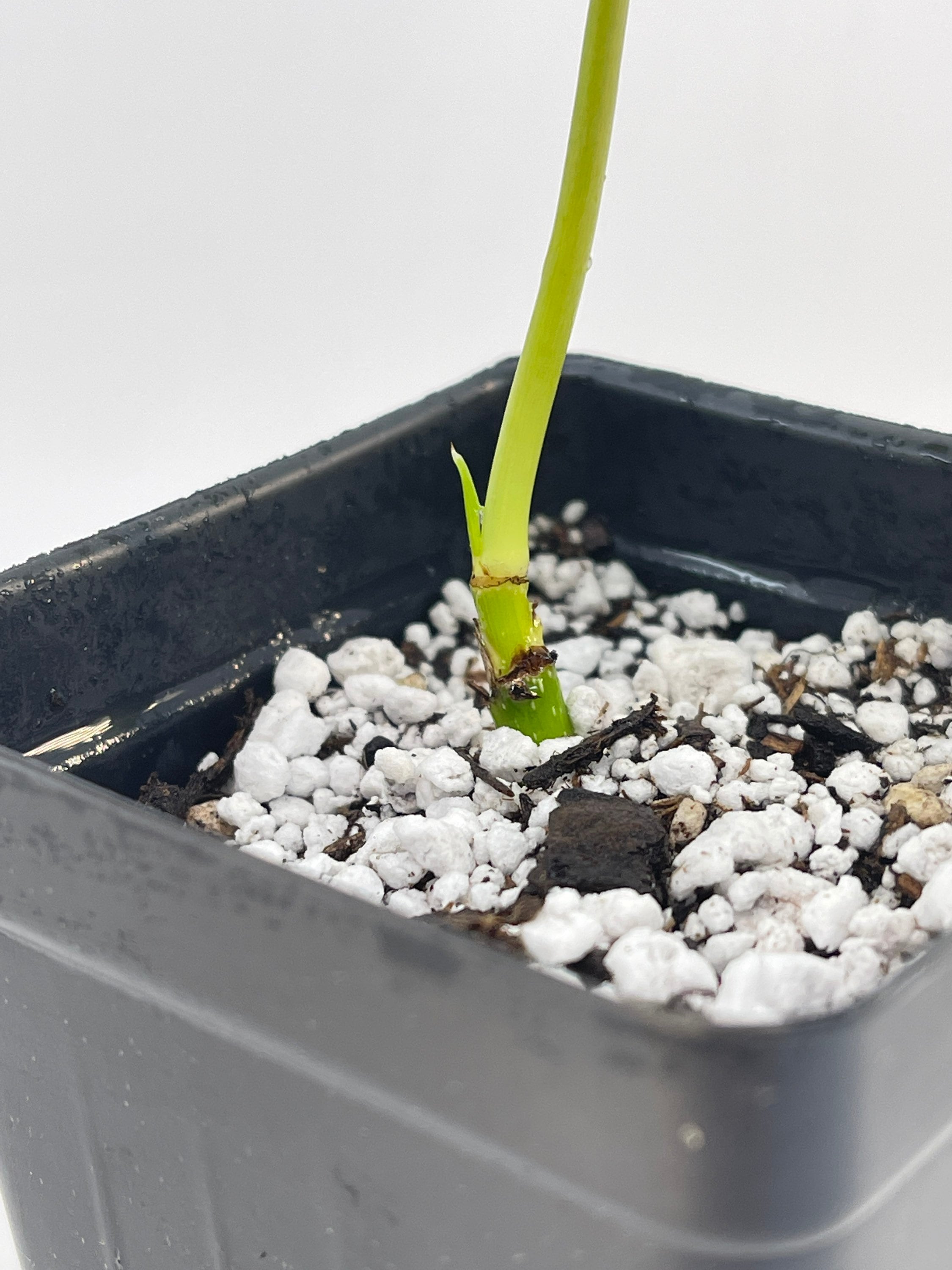 Philodendron sp. verrucosum (Can acclimate to house conditions)