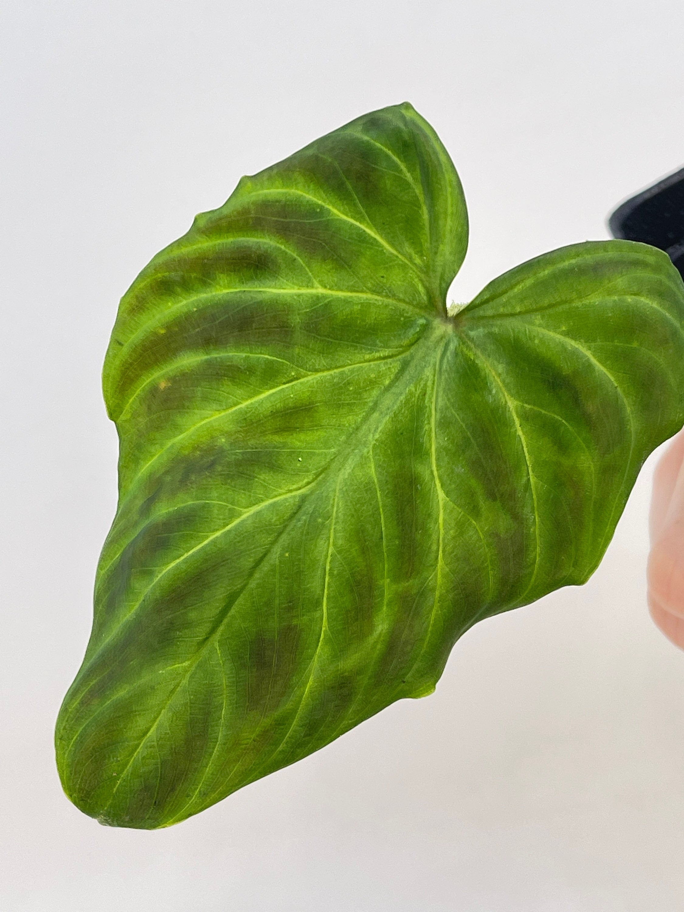 Philodendron sp. verrucosum (Can acclimate to house conditions)