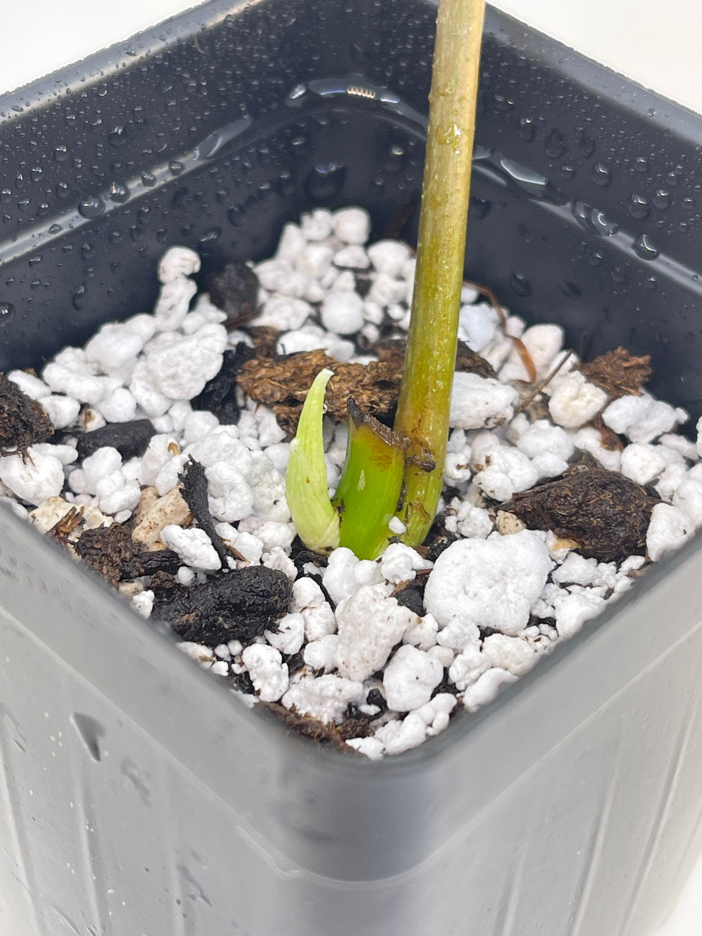 Philodendron sp. verrucosum (Can acclimate to house conditions)