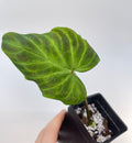 Philodendron sp. verrucosum (Can acclimate to house conditions)