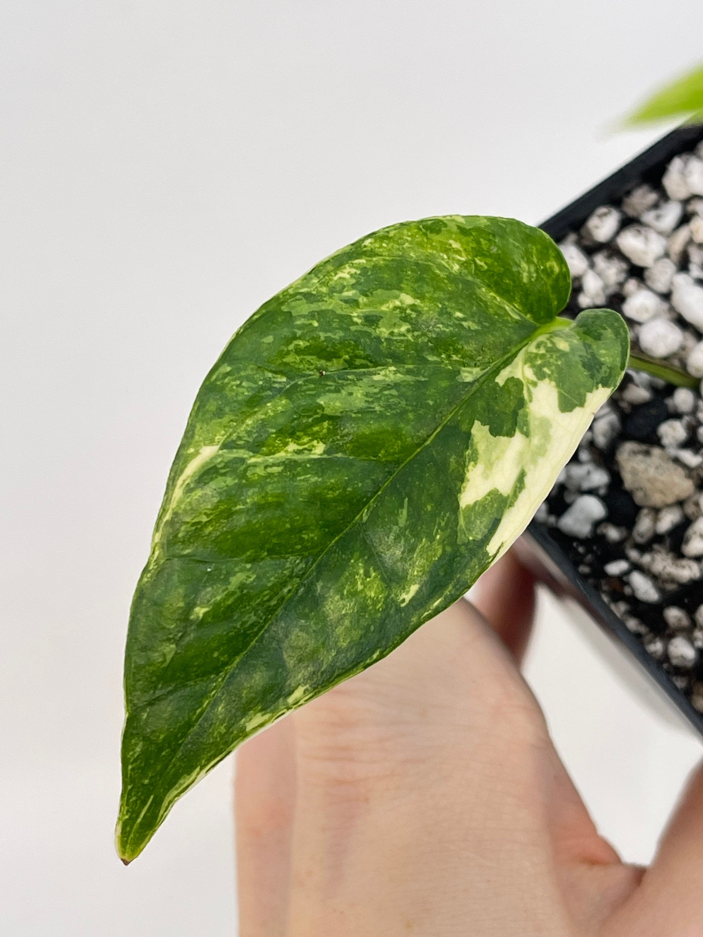 Variegated Epipremnum Pinnatum (Can acclimate to house conditions)