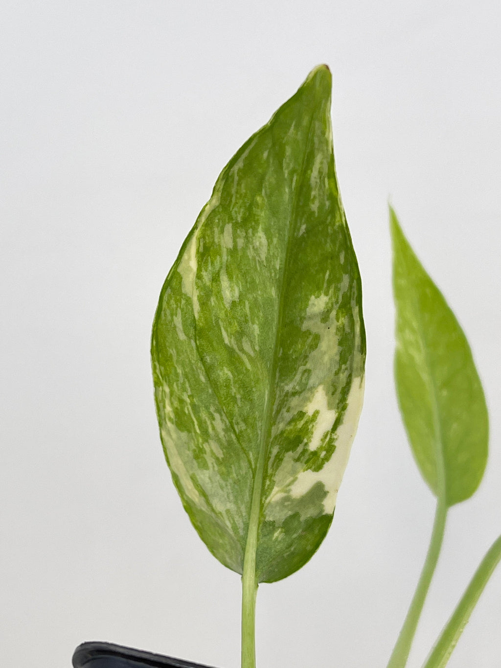 Variegated Epipremnum Pinnatum (Can acclimate to house conditions)
