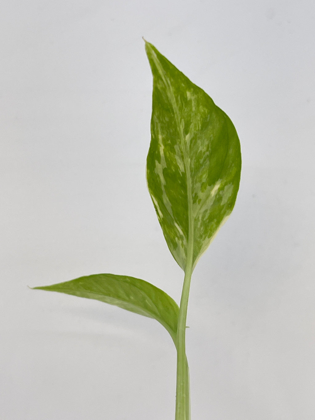 Variegated Epipremnum Pinnatum (Can acclimate to house conditions)