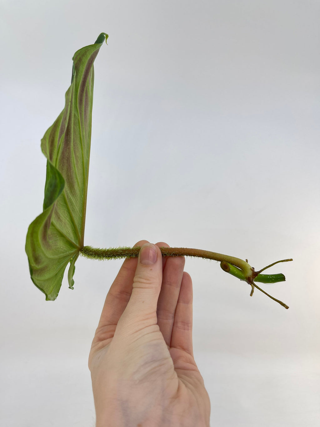MID CUTTING Philodendron verrucosum (One node cutting) (Can acclimate to house conditions)