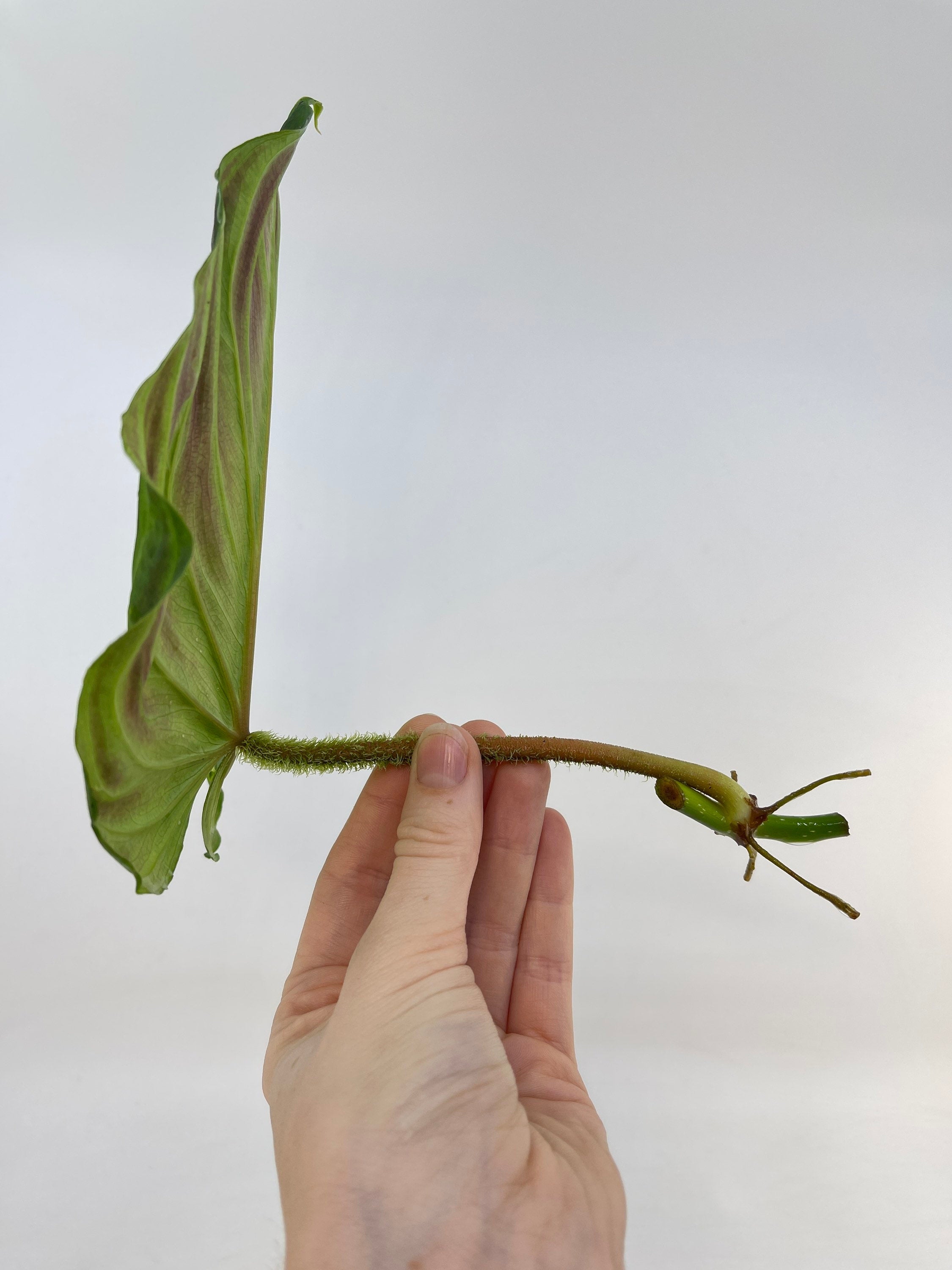 MID CUTTING Philodendron verrucosum (One node cutting) (Can acclimate to house conditions)
