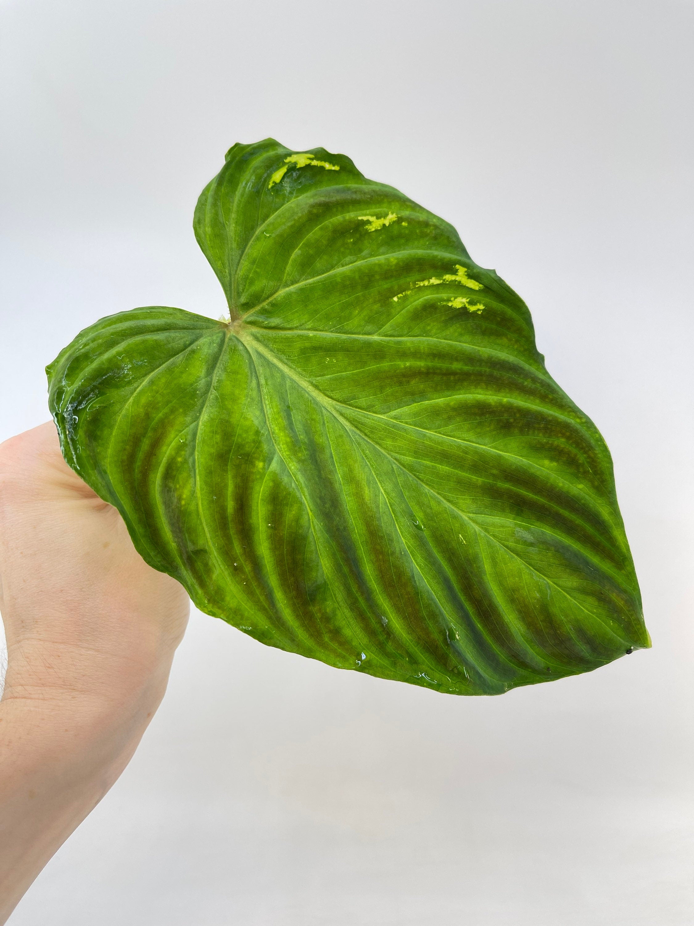MID CUTTING Philodendron verrucosum (One node cutting) (Can acclimate to house conditions)