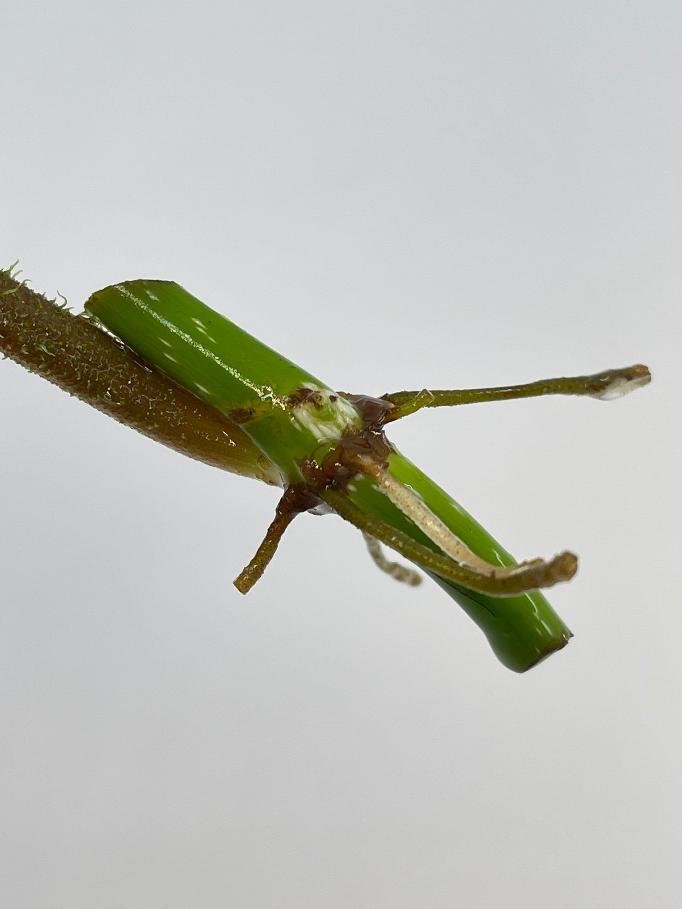MID CUTTING Philodendron verrucosum (One node cutting) (Can acclimate to house conditions)
