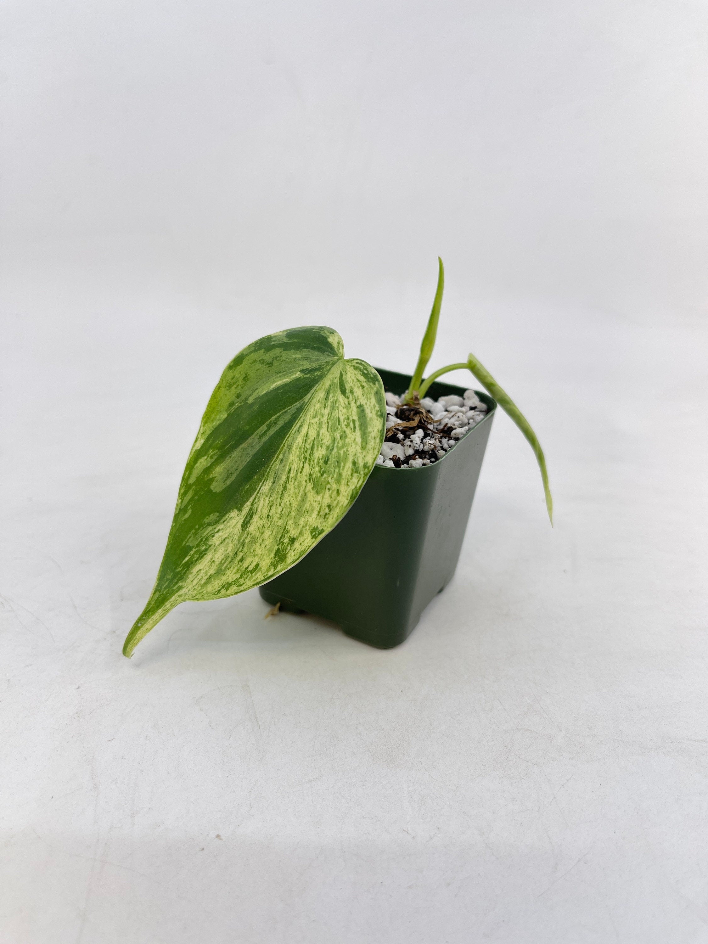 READY SOON Variegated Philodendron Hederaceum aka Variegated Heartleaf (Can acclimate to house conditions)