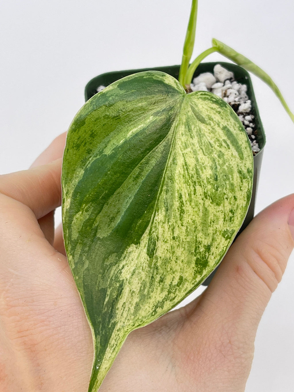 READY SOON Variegated Philodendron Hederaceum aka Variegated Heartleaf (Can acclimate to house conditions)