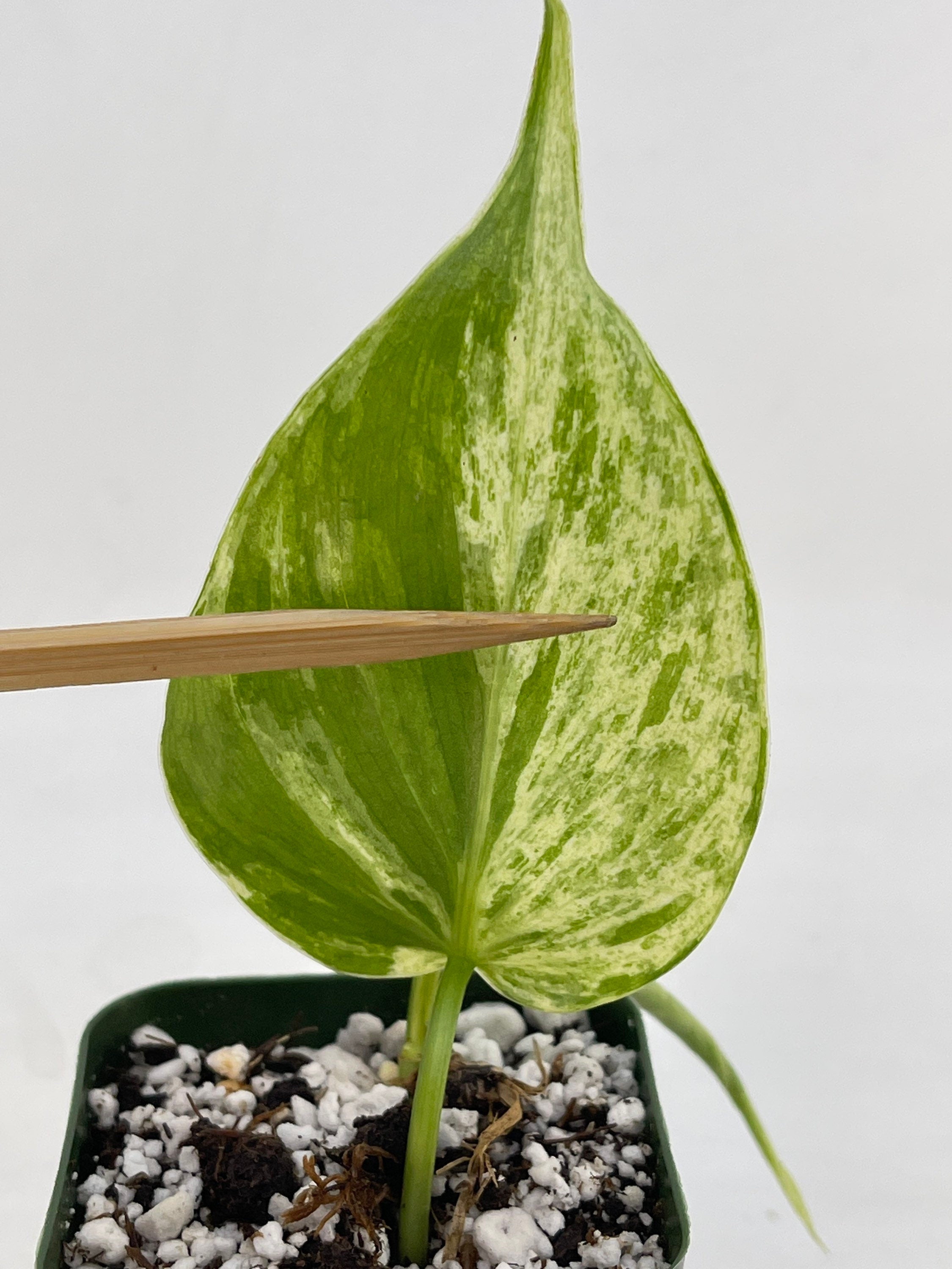 READY SOON Variegated Philodendron Hederaceum aka Variegated Heartleaf (Can acclimate to house conditions)