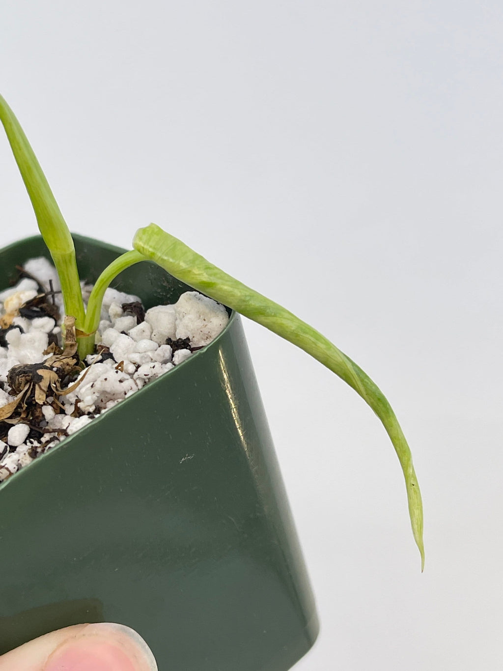 READY SOON Variegated Philodendron Hederaceum aka Variegated Heartleaf (Can acclimate to house conditions)