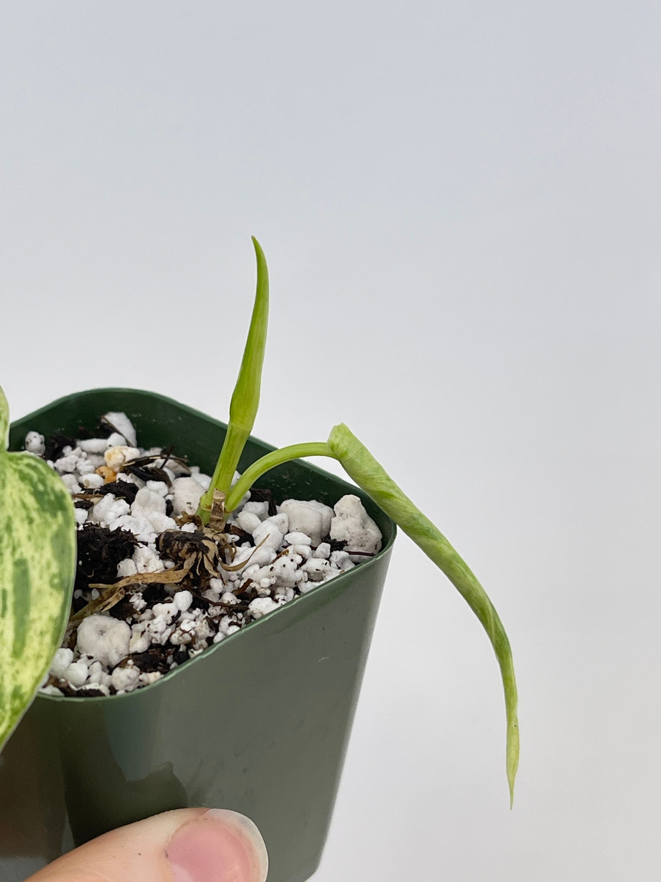 READY SOON Variegated Philodendron Hederaceum aka Variegated Heartleaf (Can acclimate to house conditions)