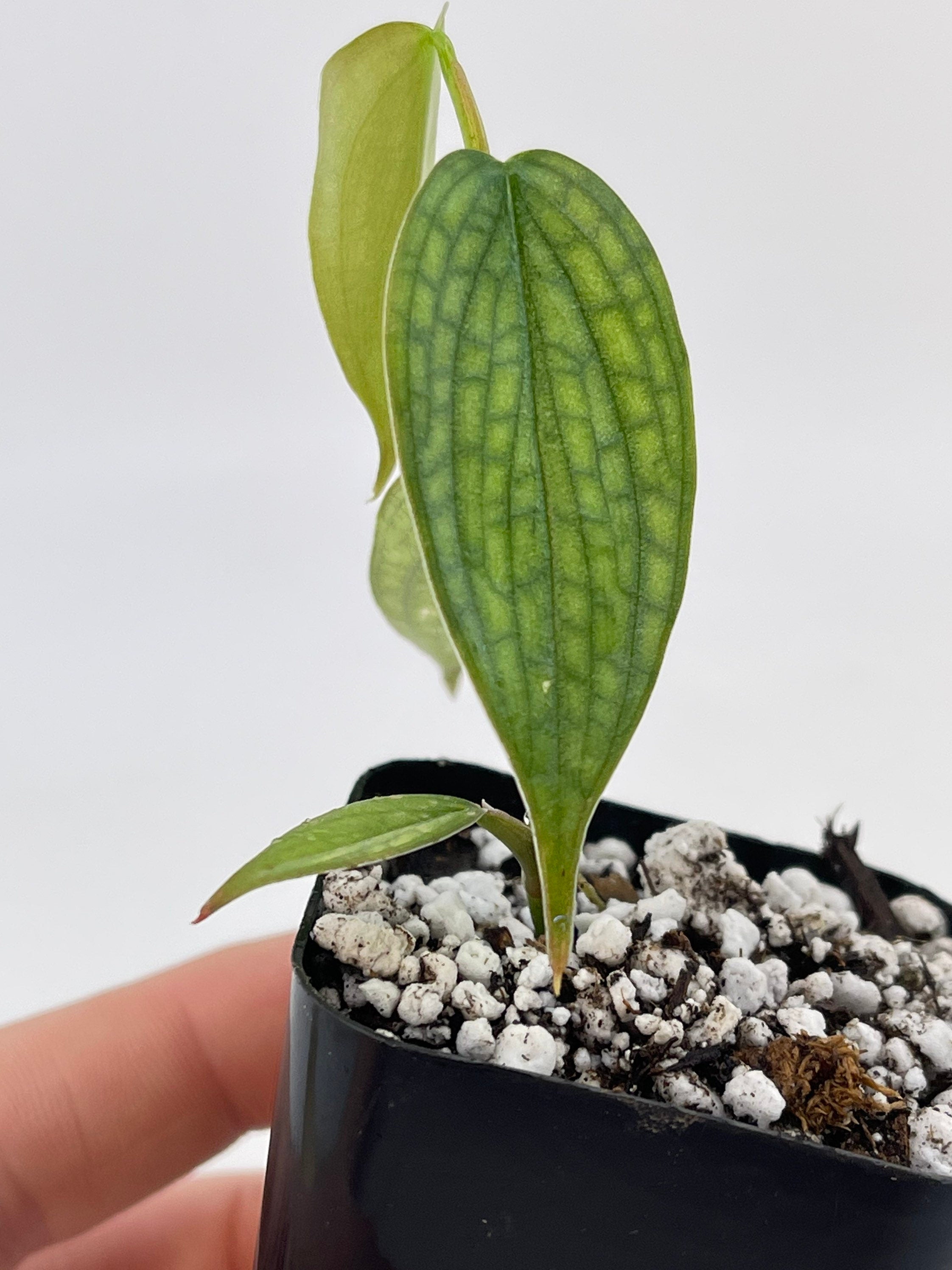 Philodendron ‘Burle Marx Fantasy’