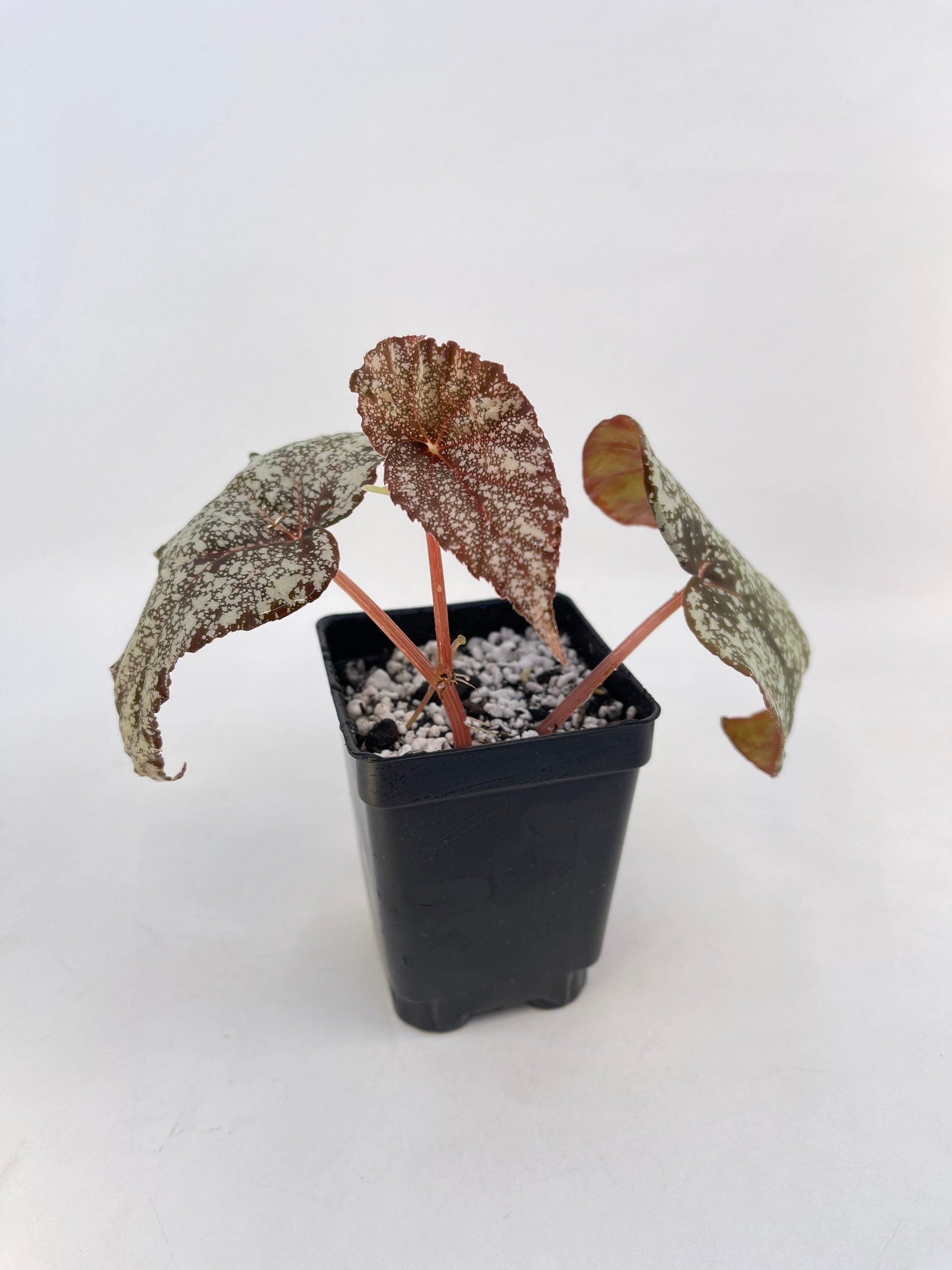 READY SOON Begonia 'Moona' (Can acclimate to house conditions) Fragrant Blooms
