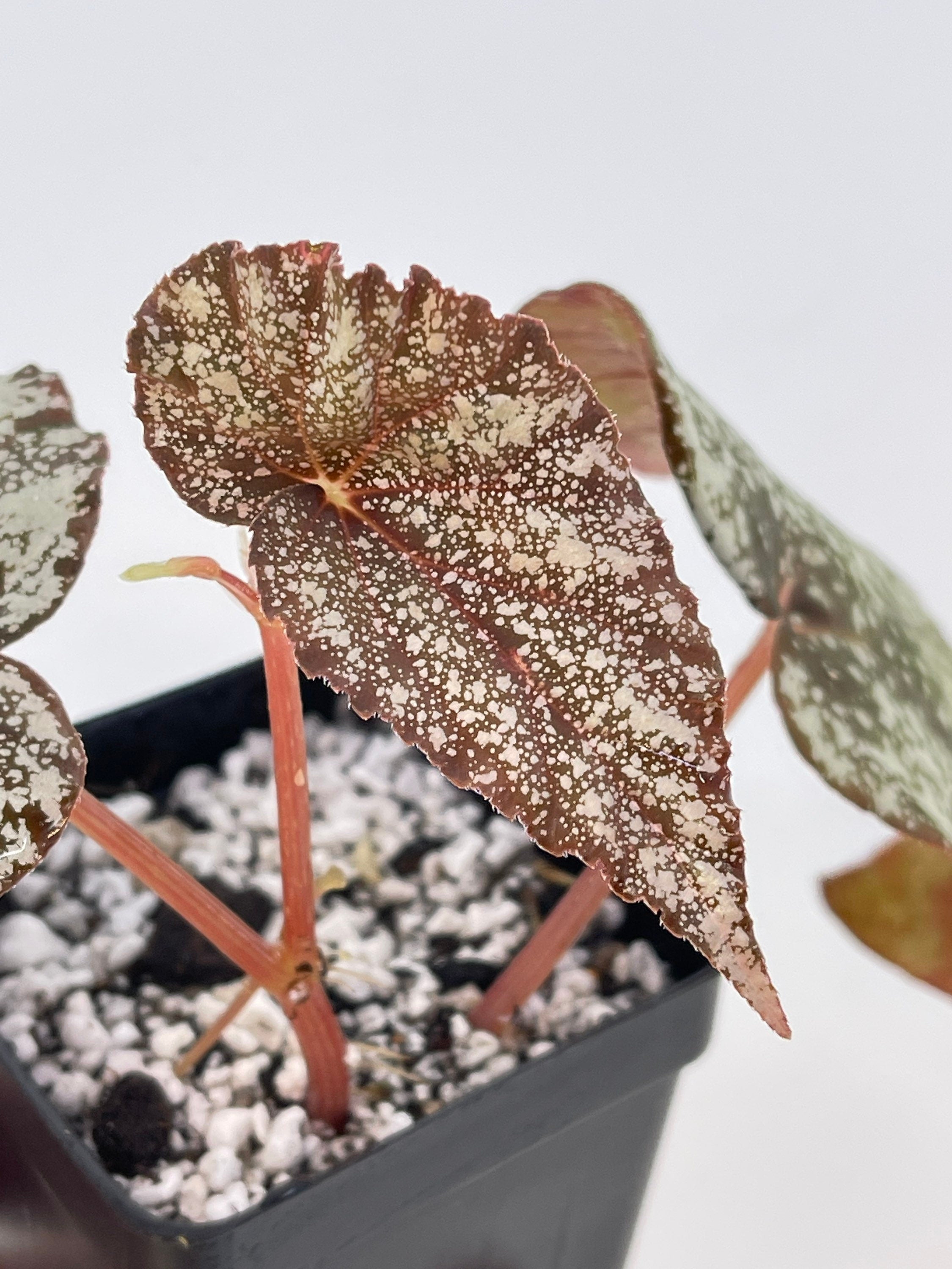 READY SOON Begonia 'Moona' (Can acclimate to house conditions) Fragrant Blooms