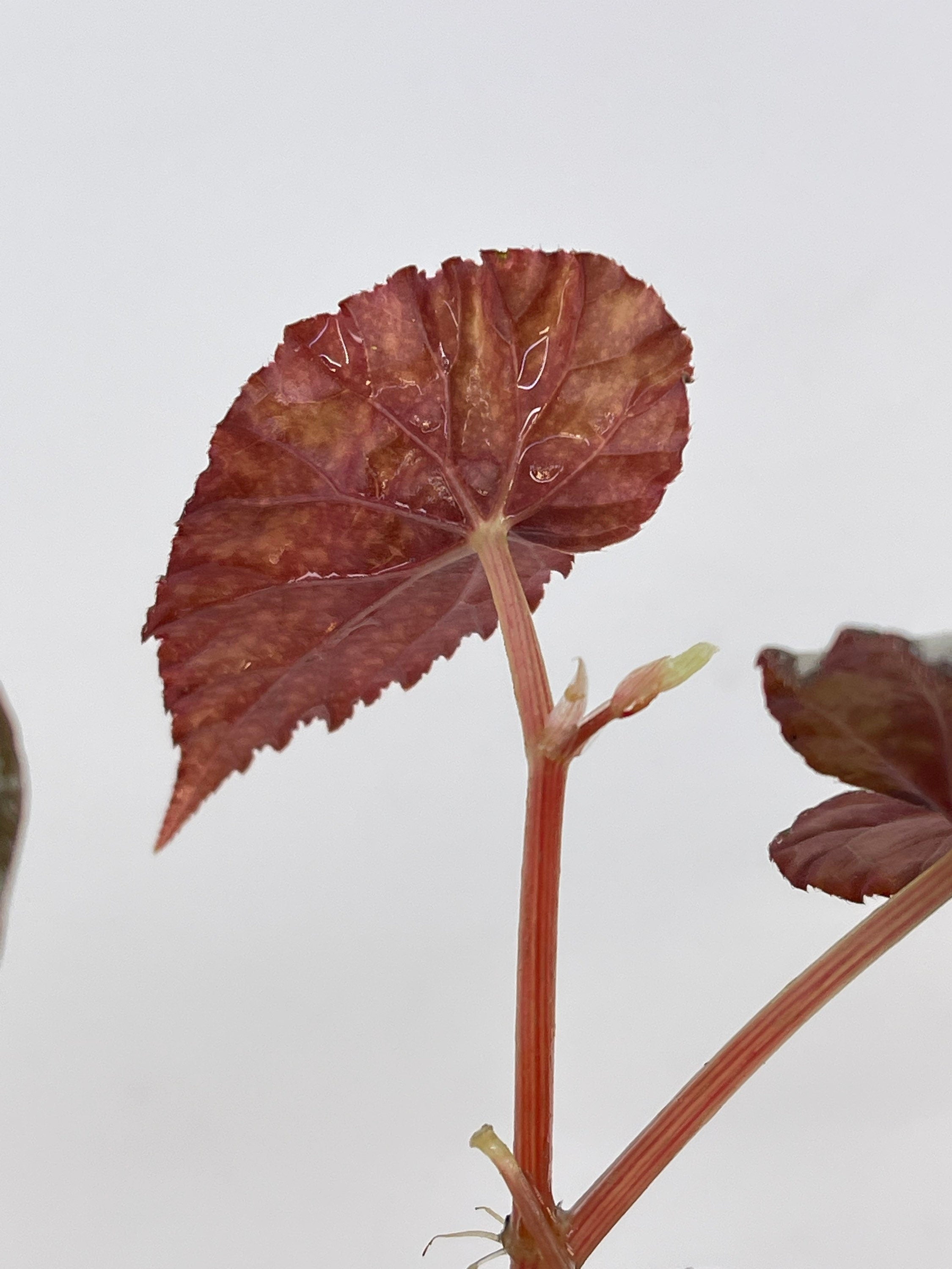 Begonia 'Moona' (Can acclimate to house conditions) Fragrant Blooms