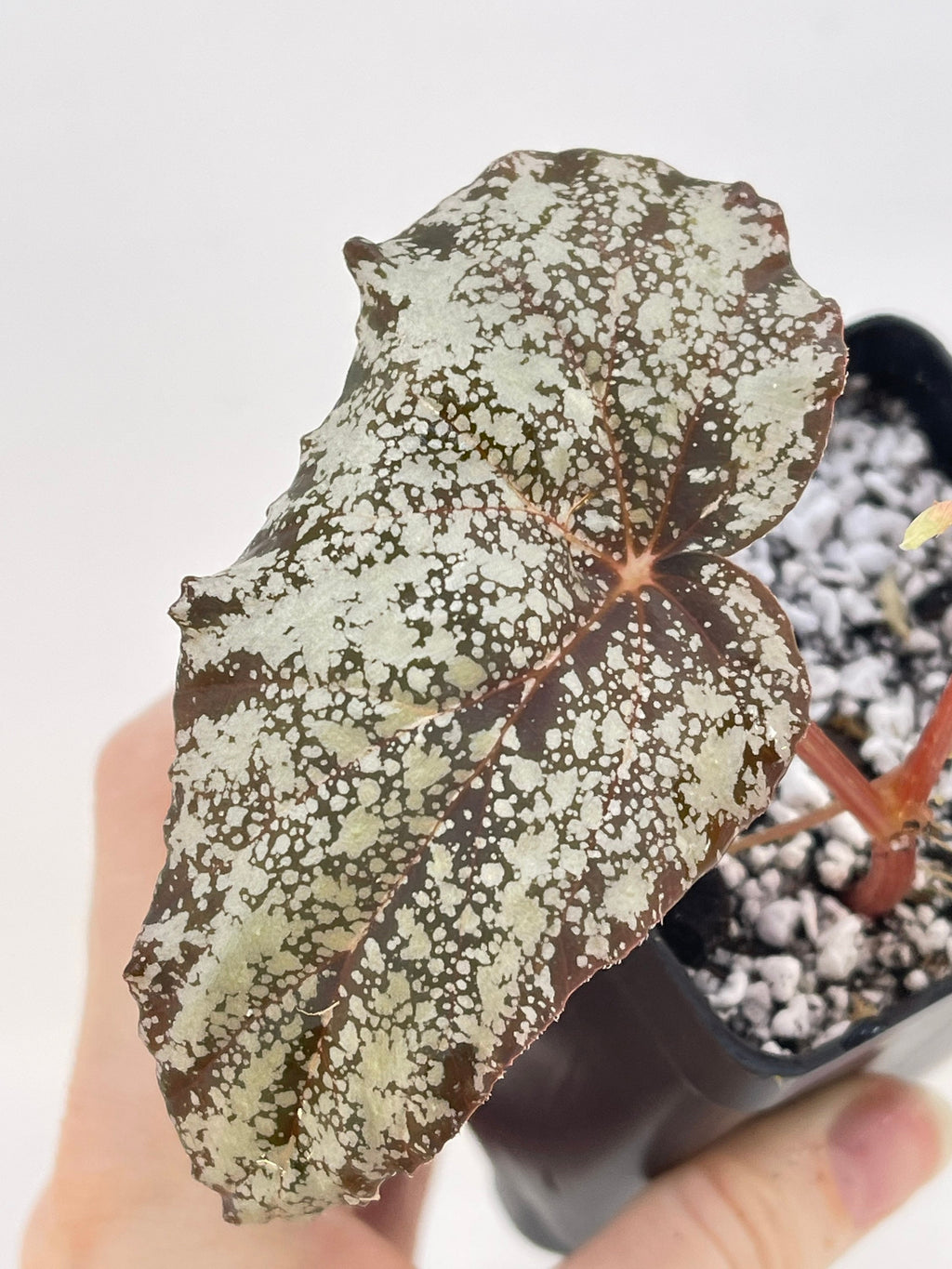 READY SOON Begonia 'Moona' (Can acclimate to house conditions) Fragrant Blooms