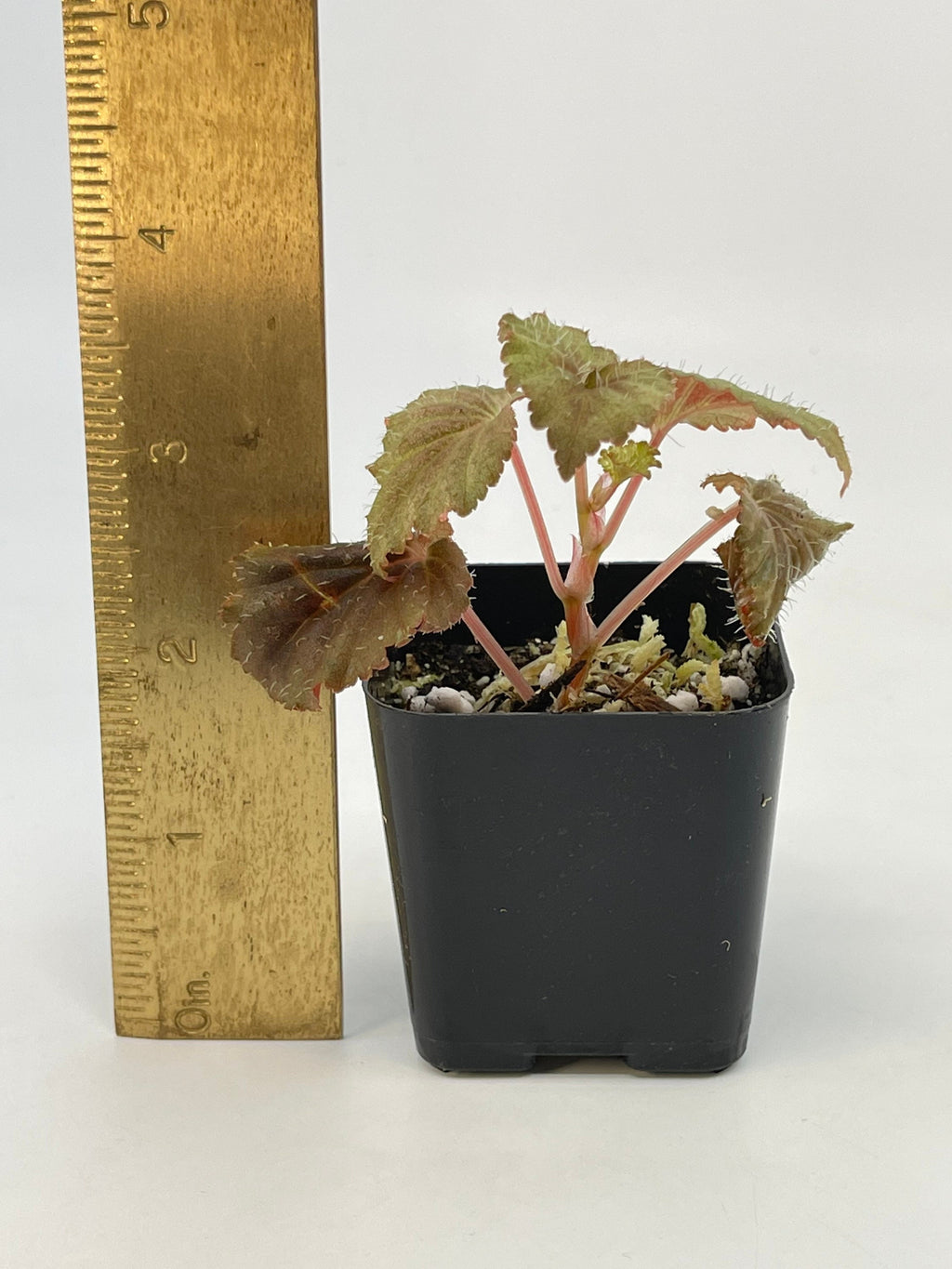Begonia sp. Bortonae