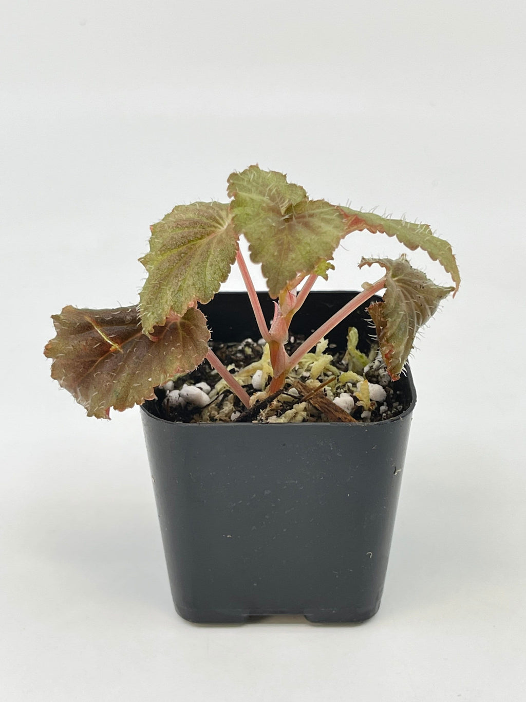Begonia sp. Bortonae