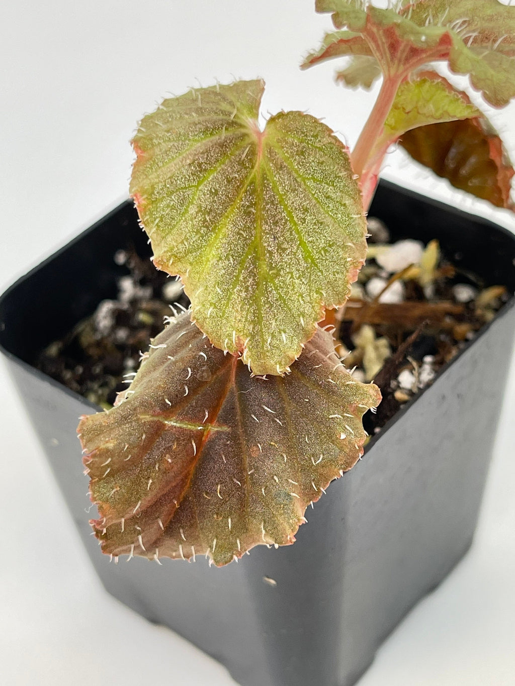 Begonia sp. Bortonae