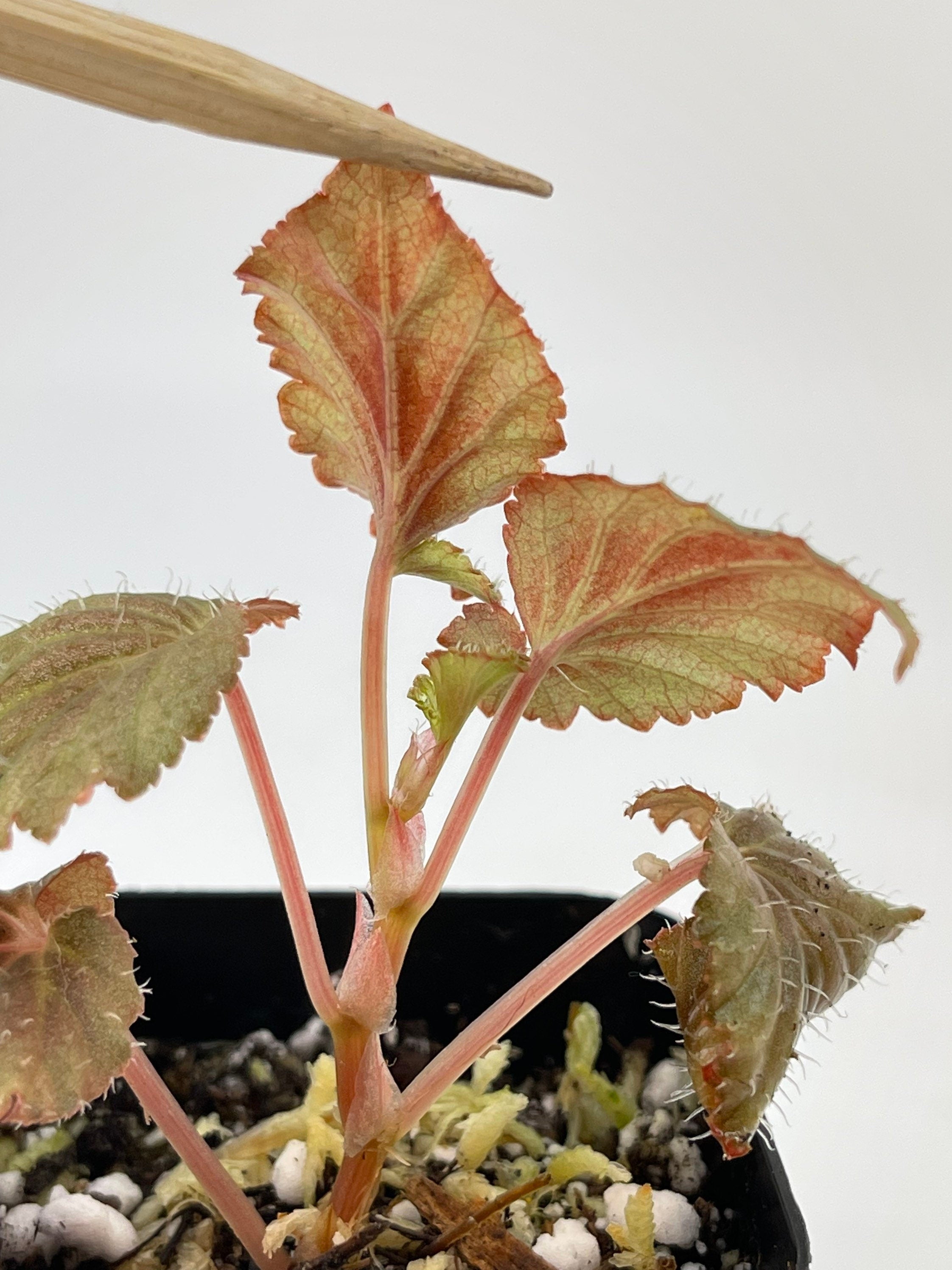 Begonia sp. Bortonae