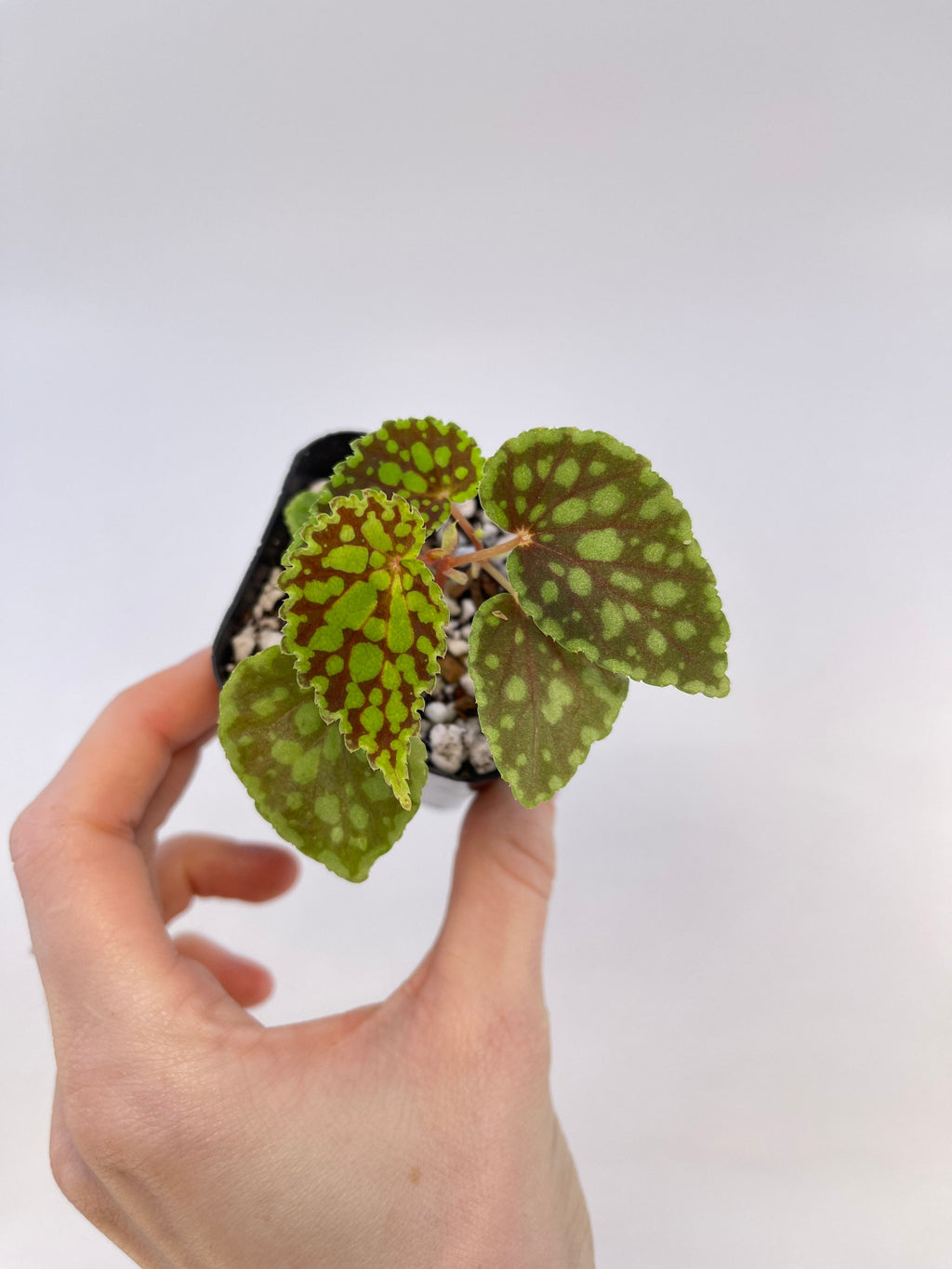 Begonia Chlorosticta ‘Red Form’